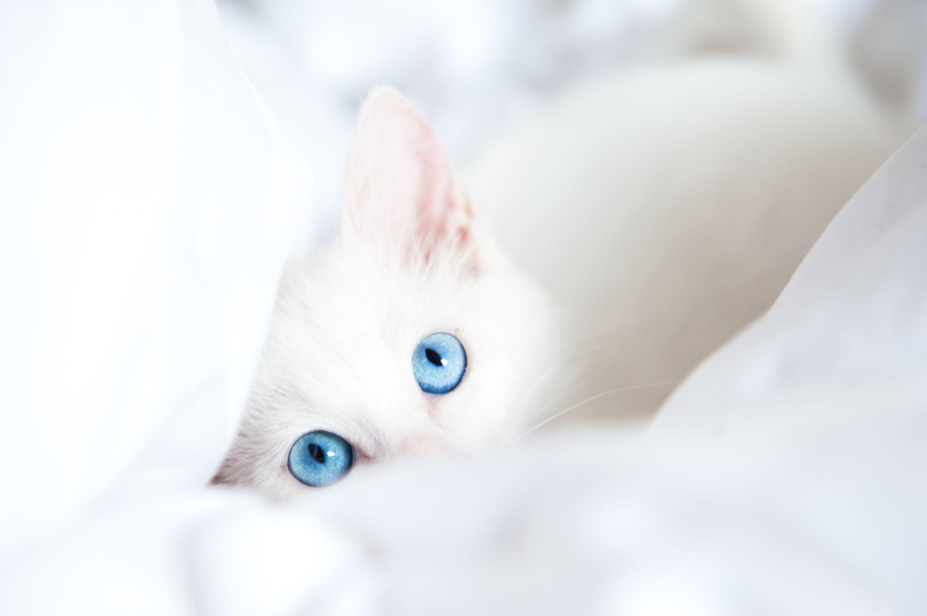 Cats Wallpaper White Kitten In White Blanket. Animal Wallpaper