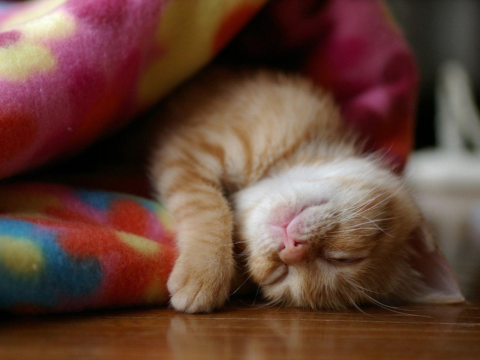 Kitten asleep in a blanket wallpaper and image