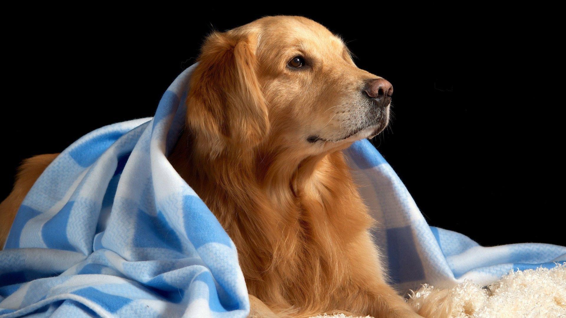 Dog Blanket Animal Dogs Animals Best Wallpaper HD
