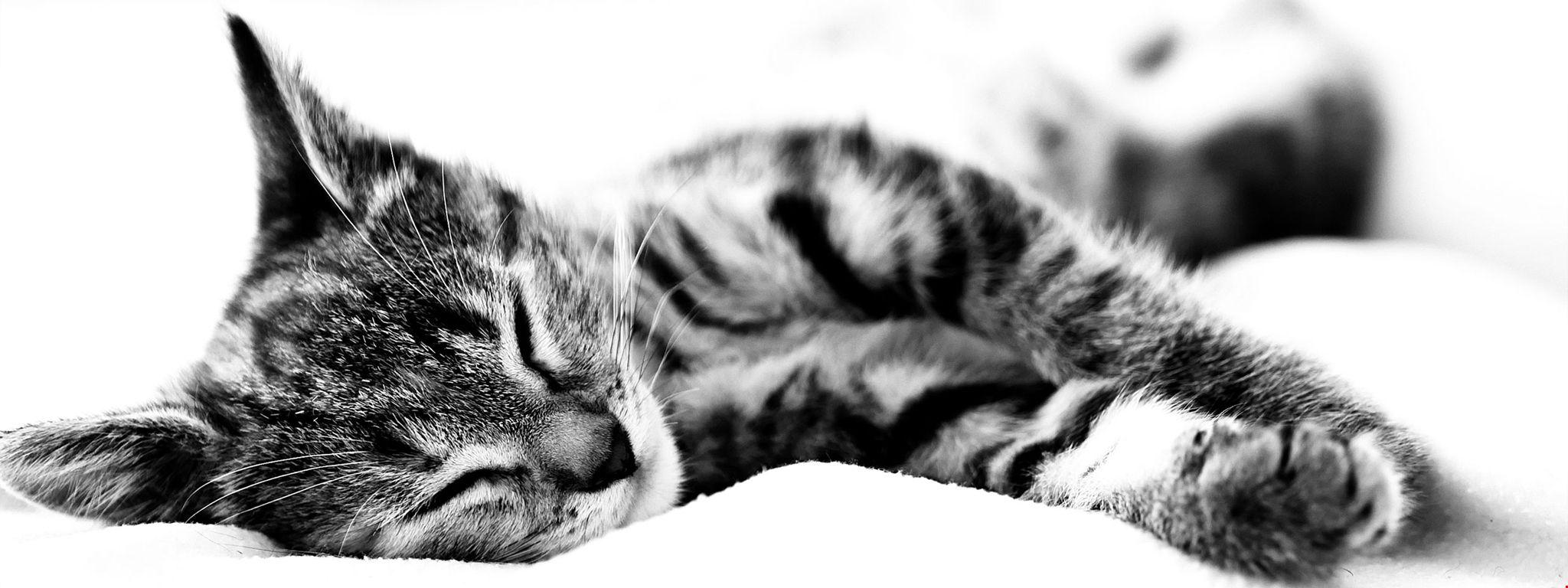 2k cat, lie, blanket Background. HD Wallpaper 5k
