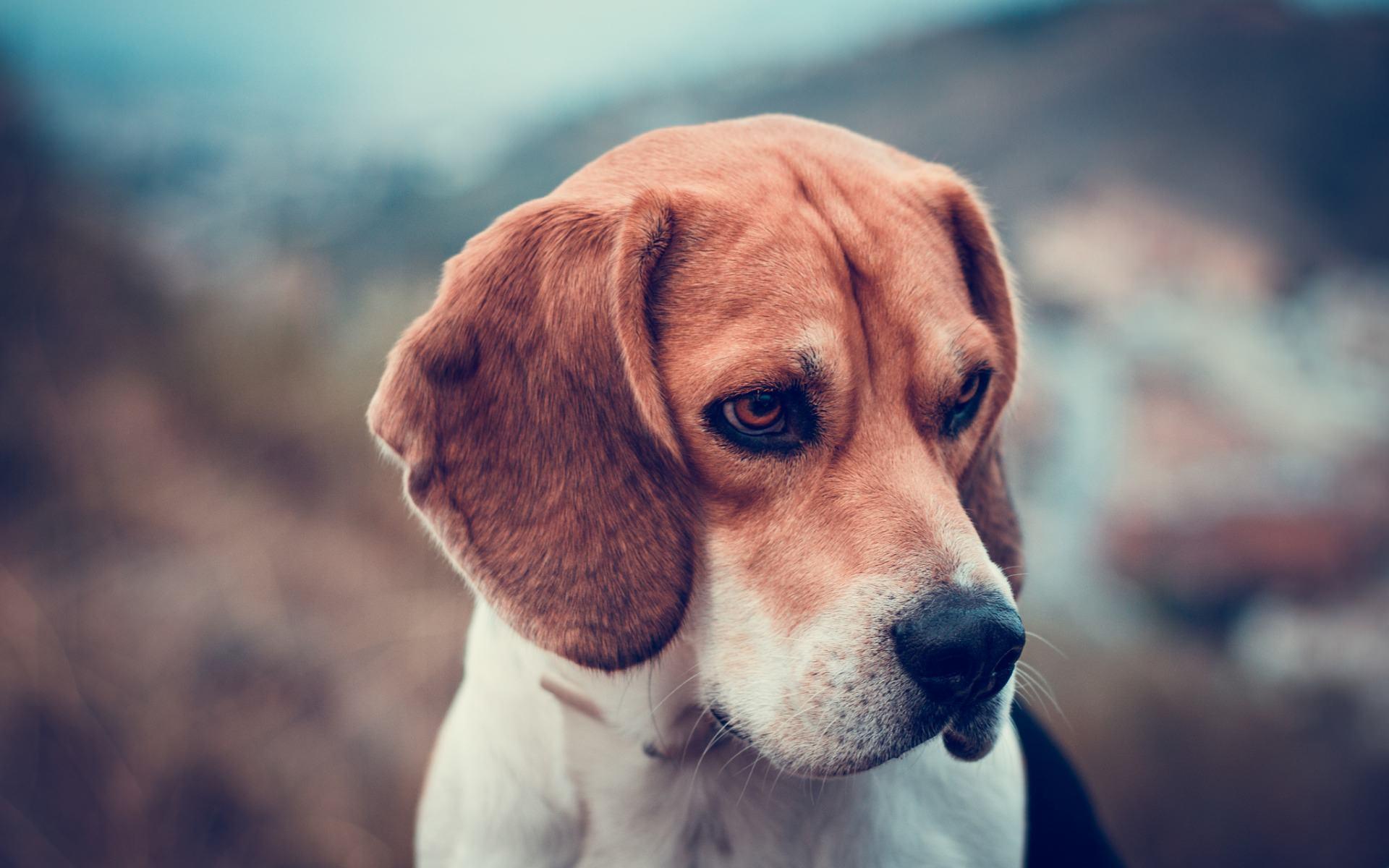 beagle dog wallpaper for windows 10