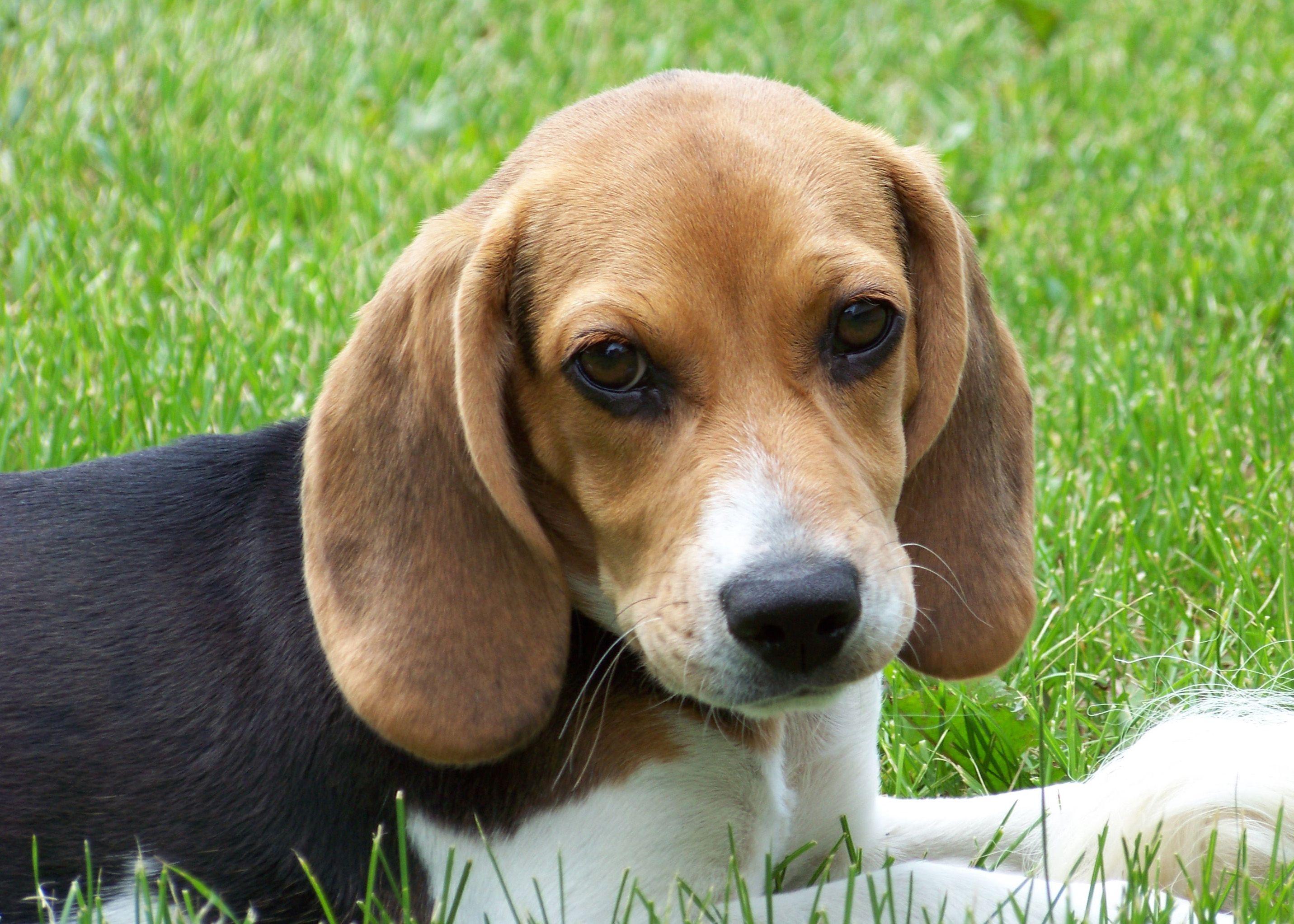 Beagle dog Jack photo and wallpaper. Beautiful Beagle dog Jack picture