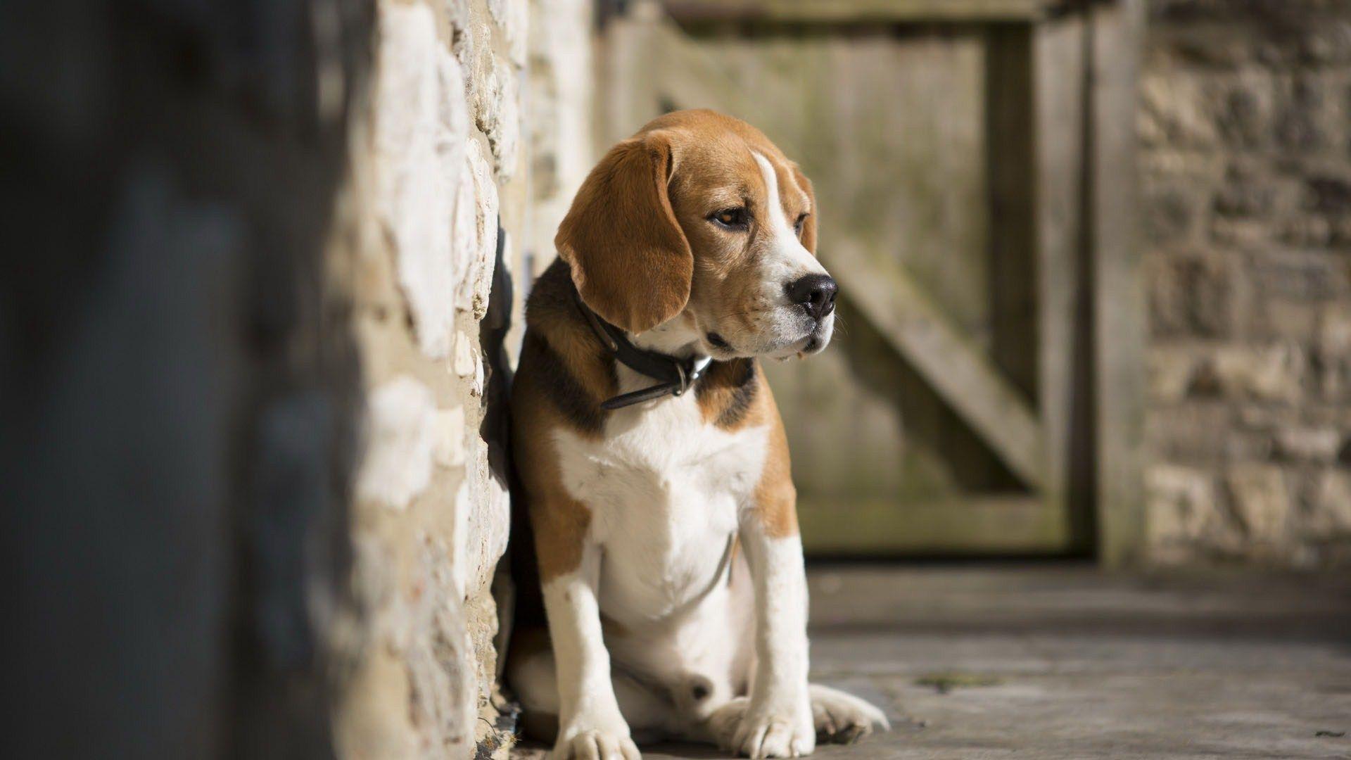 Beagle Dog Barn Wall Focus Wide HD Wallpaper. Cool Wallpaper