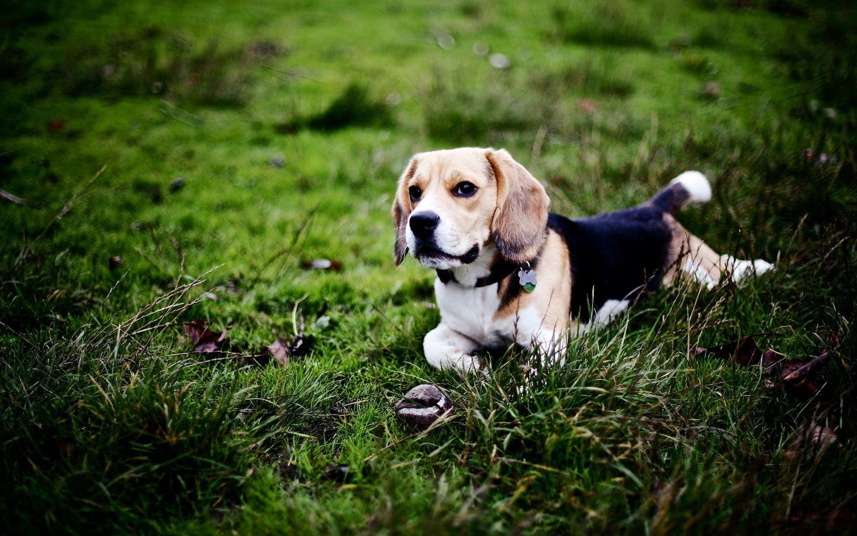 Beagle Dog Wallpapers - Wallpaper Cave