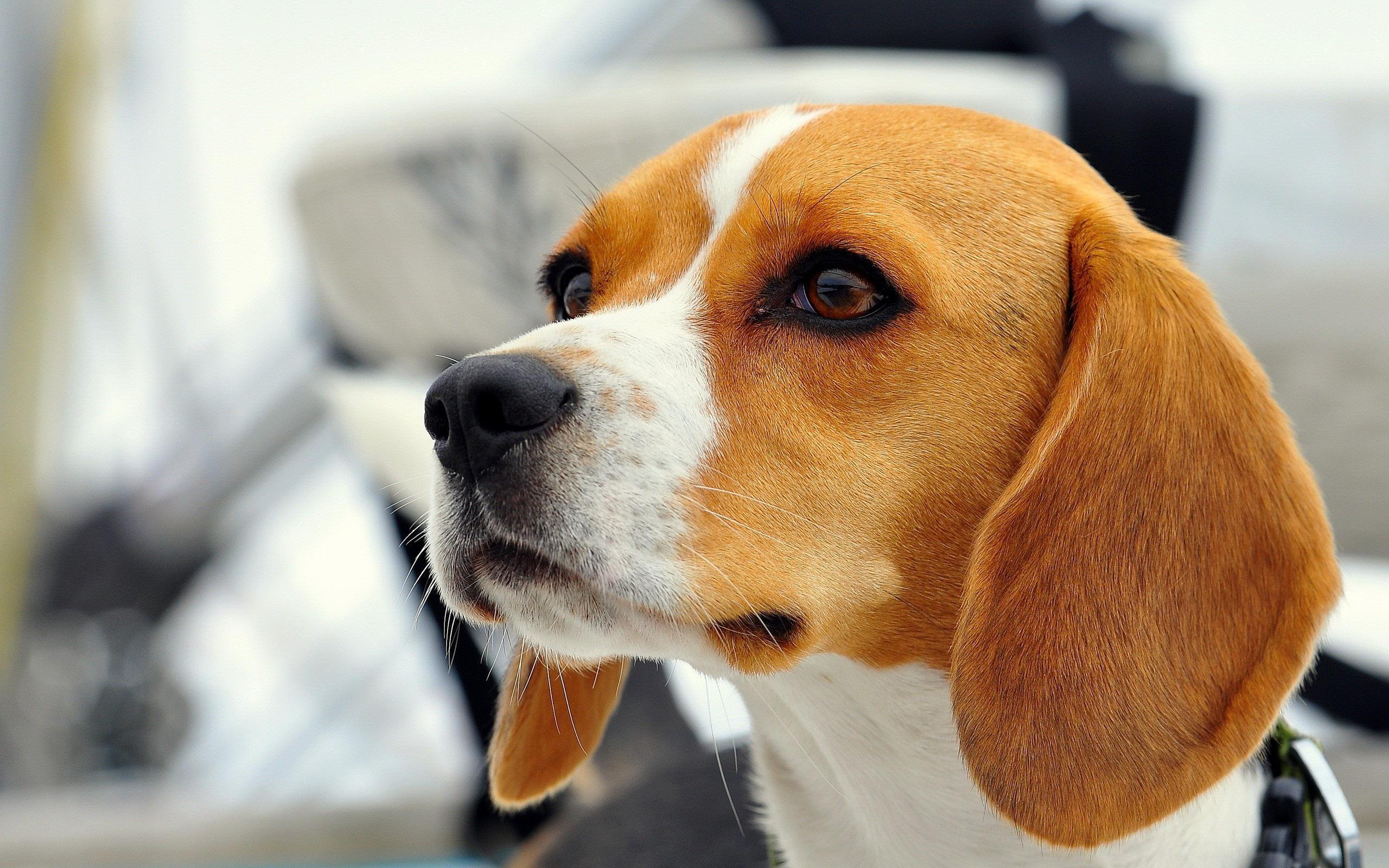 Beautiful dog beagle someone saw wallpaper and image