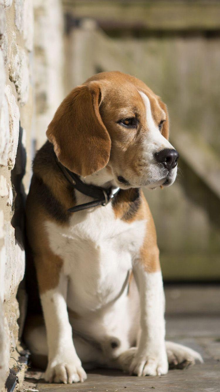 AMAZING ANIMAL IPHONE WALLPAPER FREE TO DOWNLOAD. Cute beagles