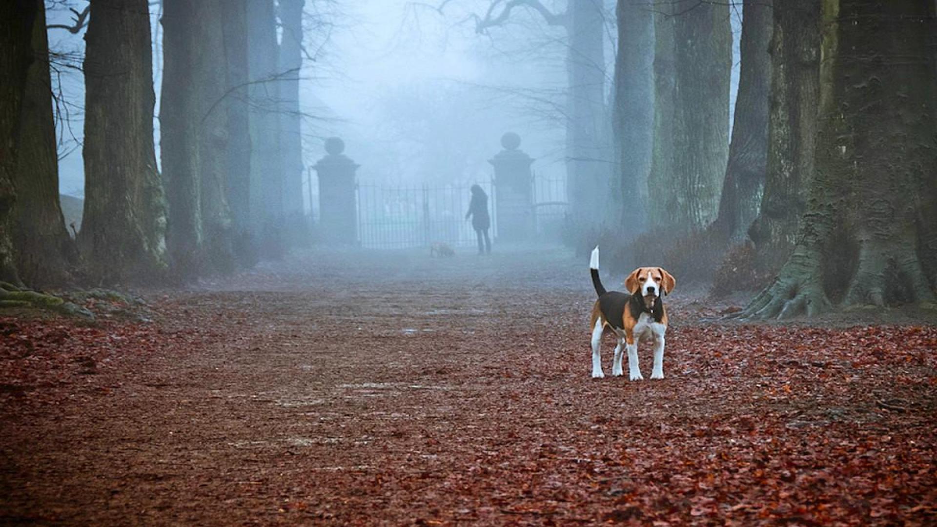 Фотосессия туман собака