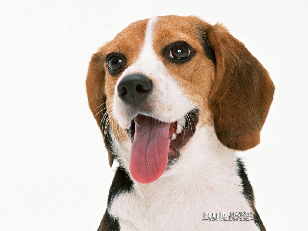 Beagle Dog photo Wallpaper 1024x768 NO.8 Desktop