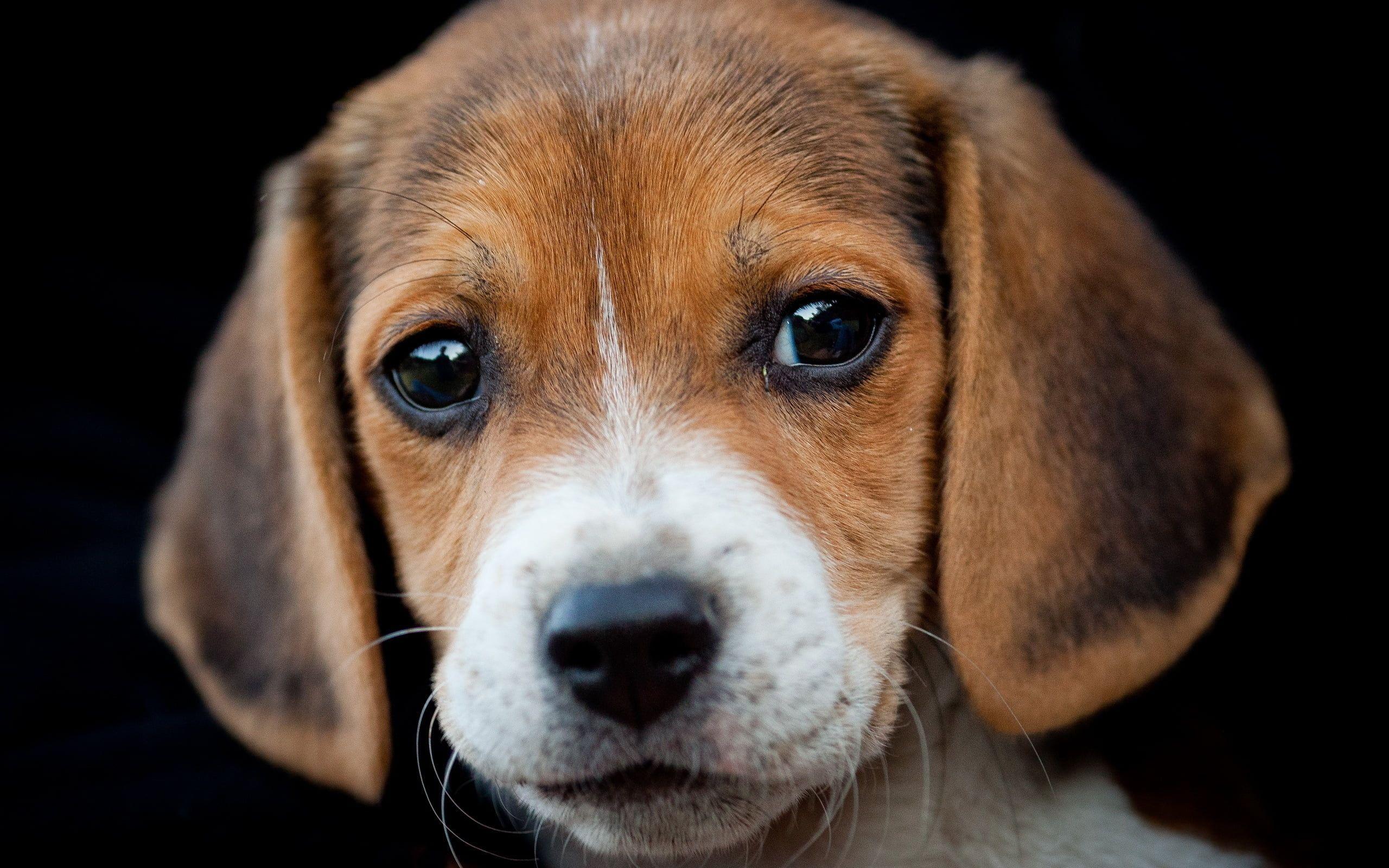 Tricolor Beagle puppy HD wallpaper