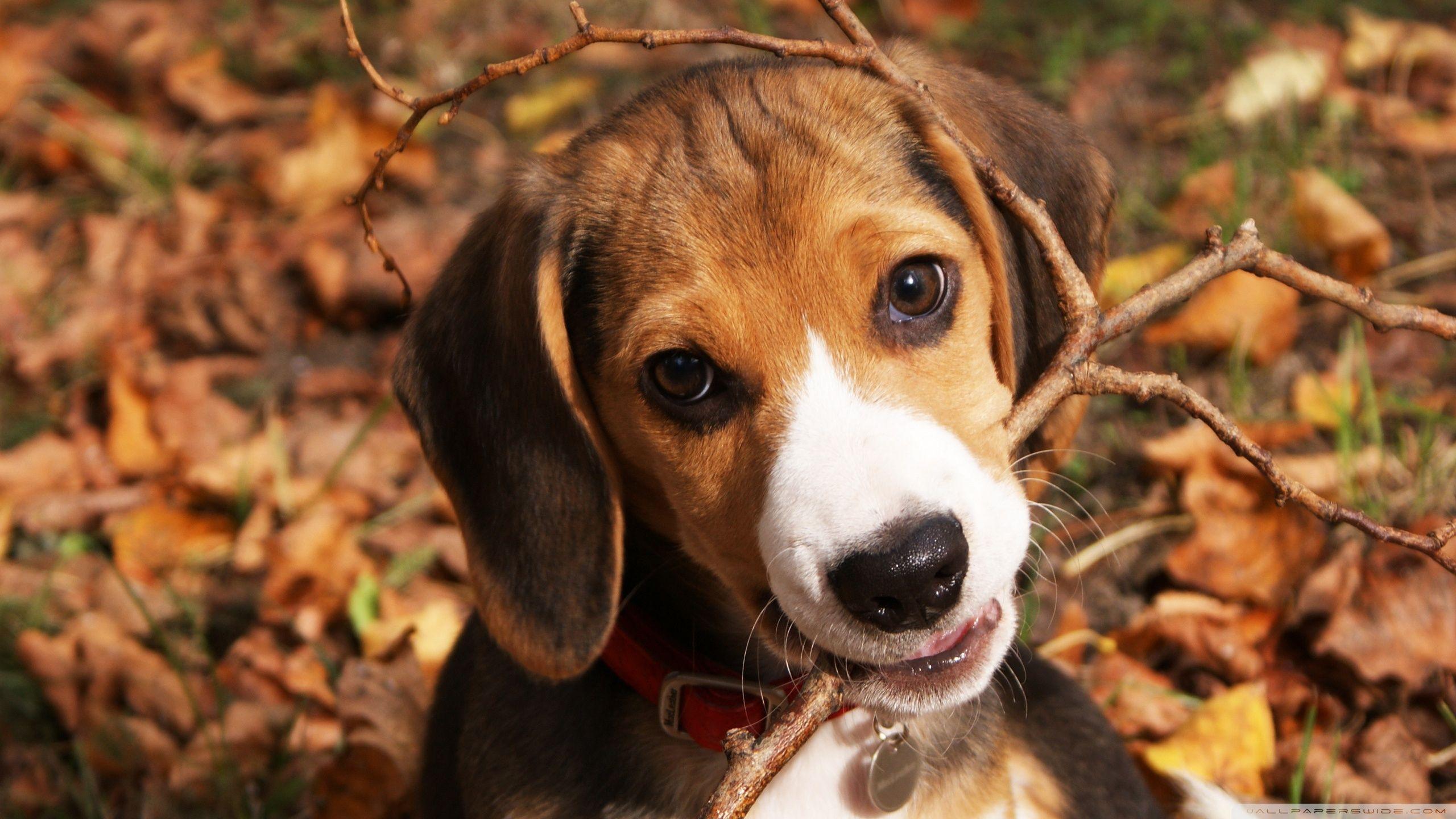 Cute Beagle Puppy ❤ 4K HD Desktop Wallpaper for 4K Ultra HD TV