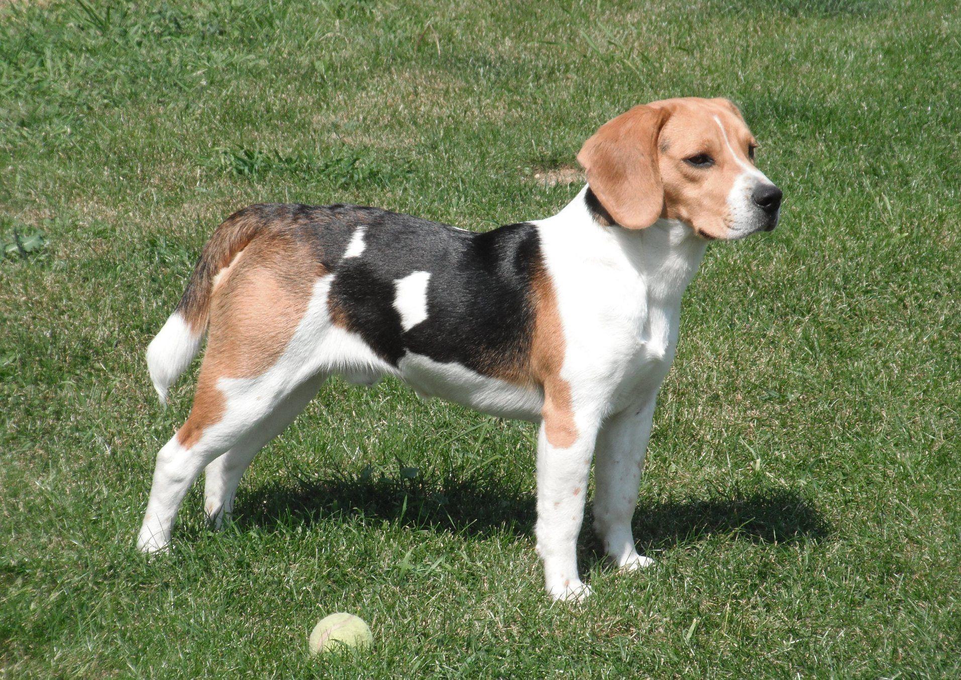 Beagle Dog 2. Beagle Dog Wallpaper. Beagle dog