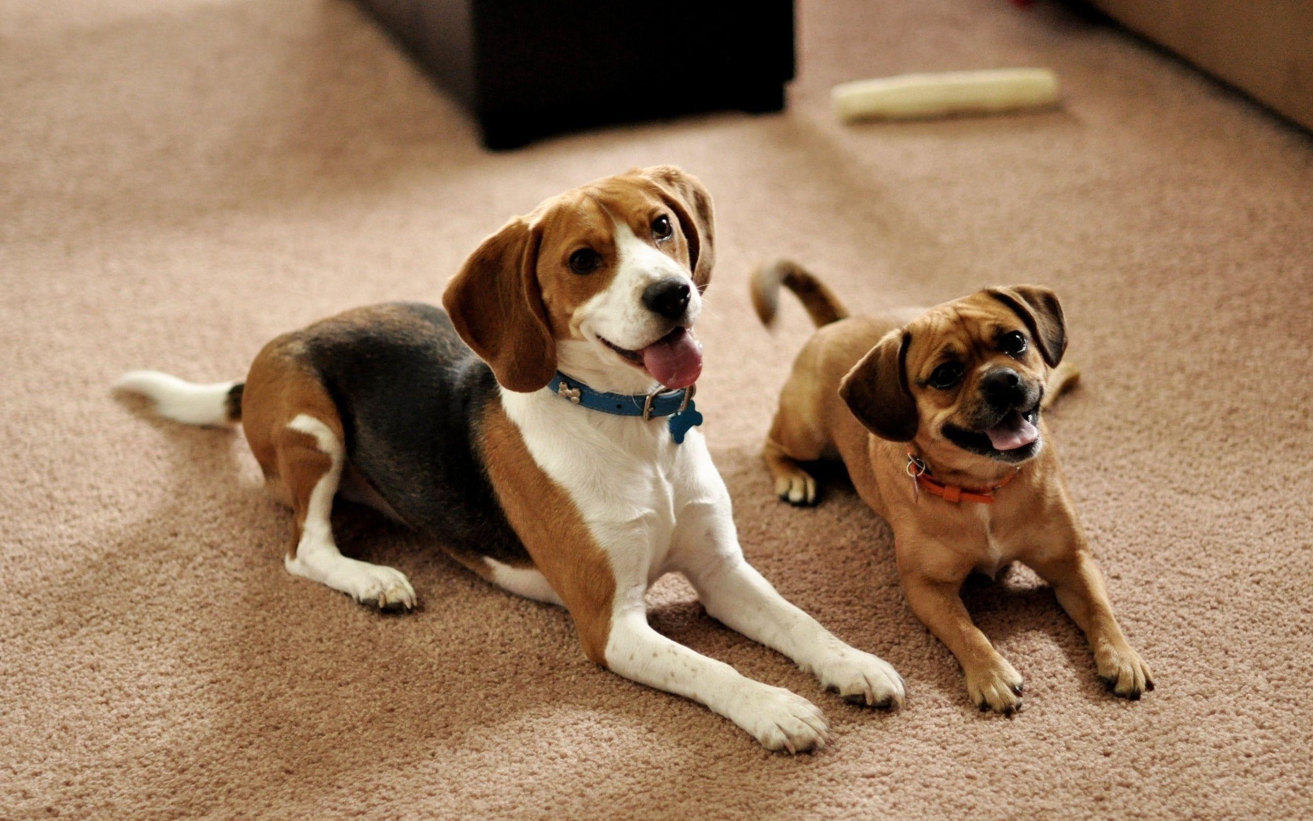 Tricolor beagle beside the tan beagle puppy HD wallpaper. Wallpaper