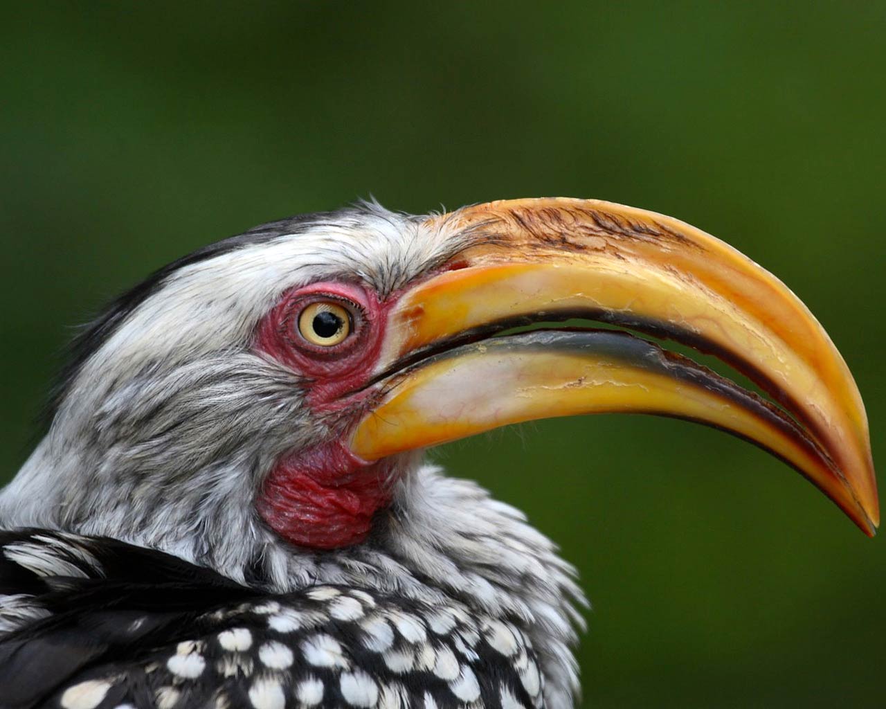 Hornbill Wallpapers - Wallpaper Cave