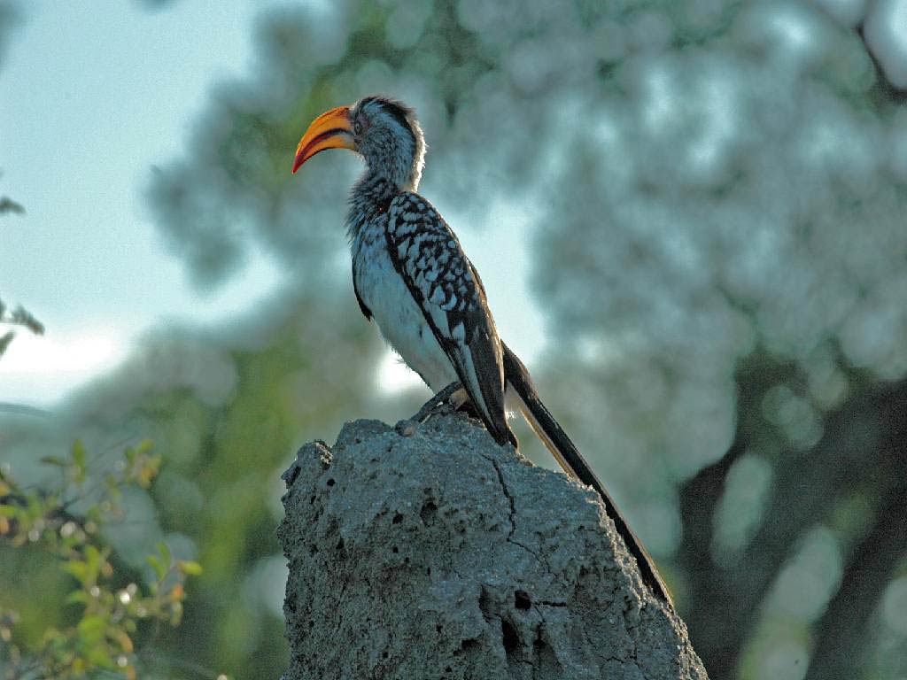 Yellow Billed Hornbill Wallpaper And Background