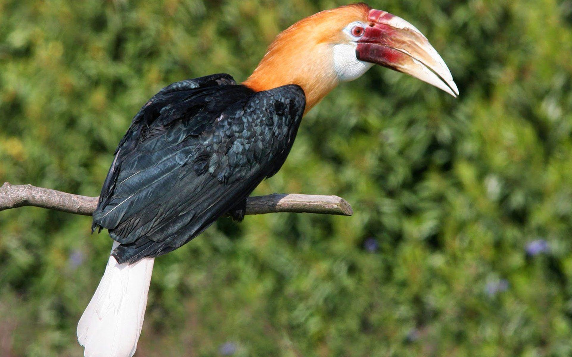 Hornbill Wallpapers - Wallpaper Cave