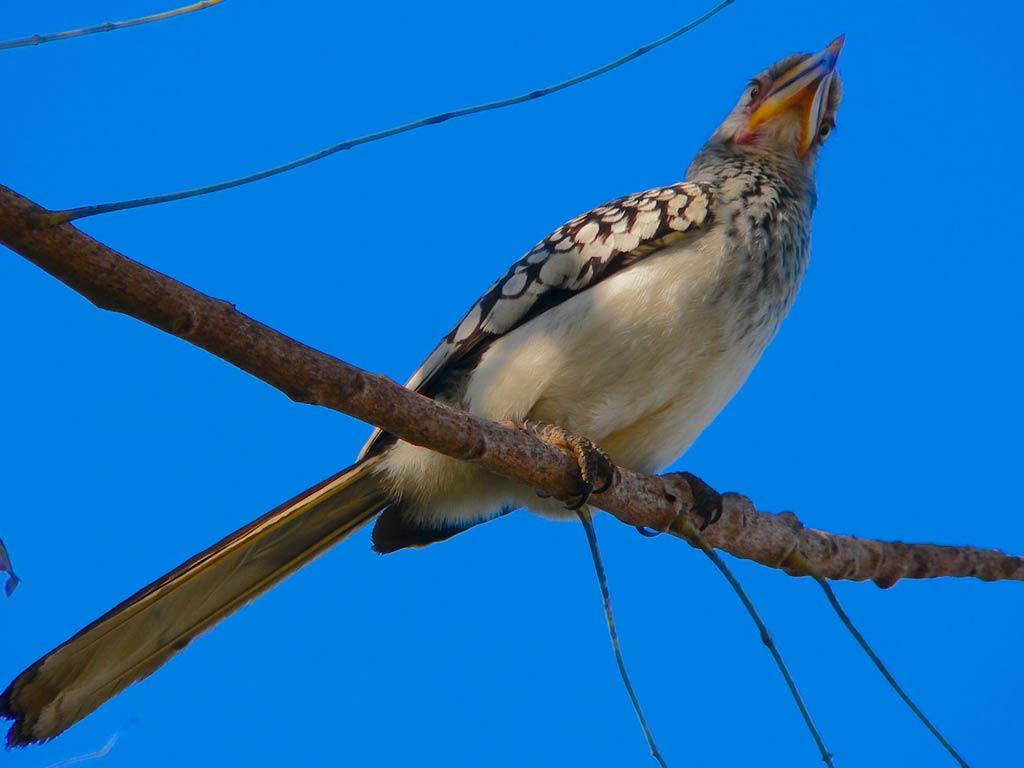 Free Yellow Billed Hornbill Wallpaper Download