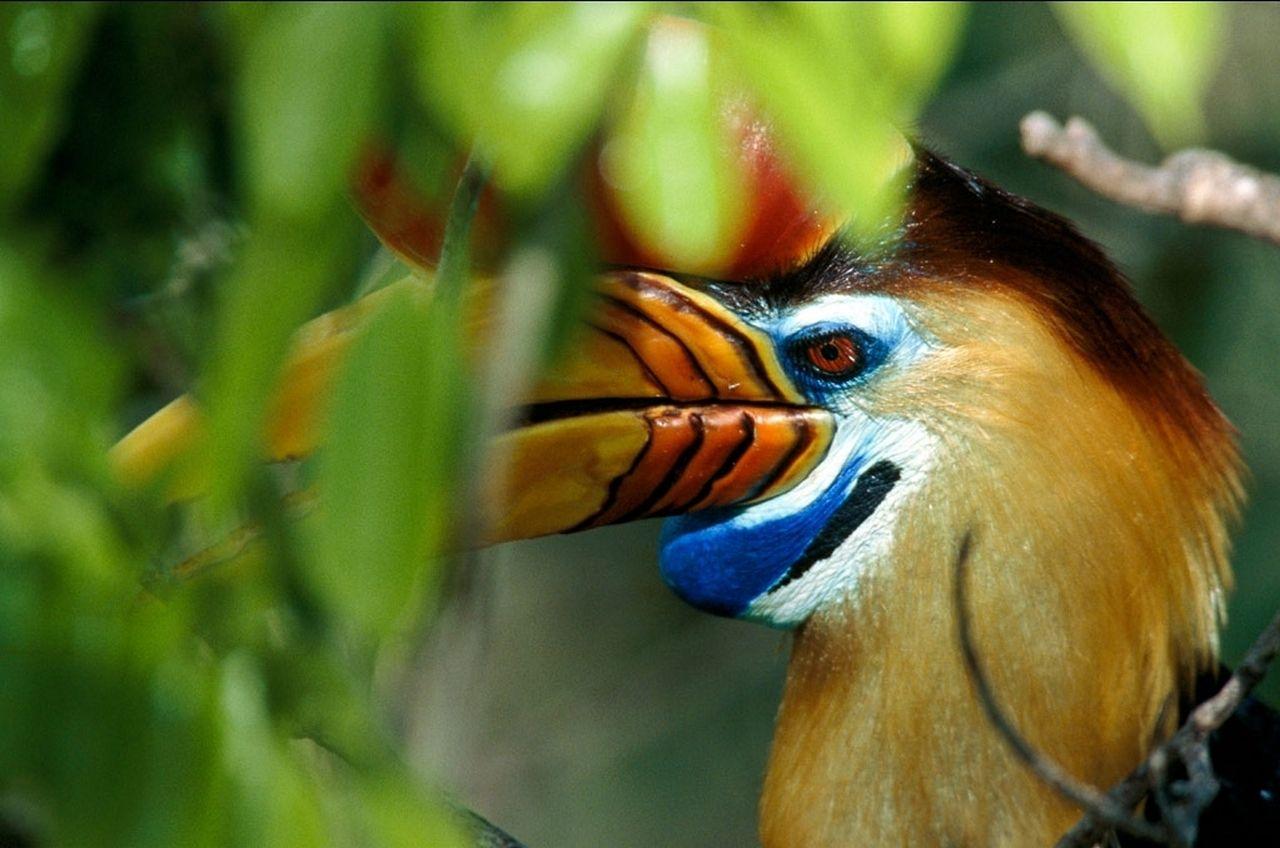 Hornbill Wallpaper 17 X 848