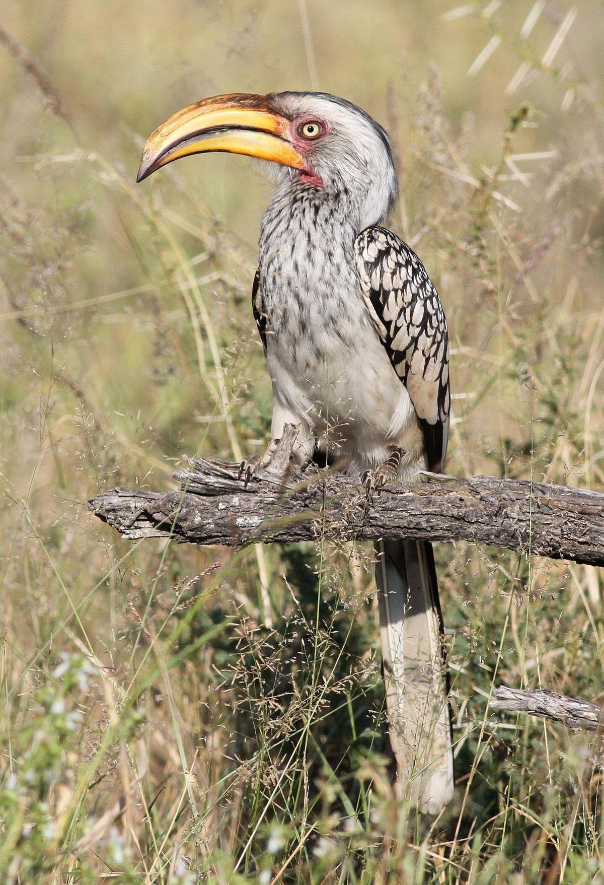 Yellow Billed Hornbill HD Wallpaper And Photo