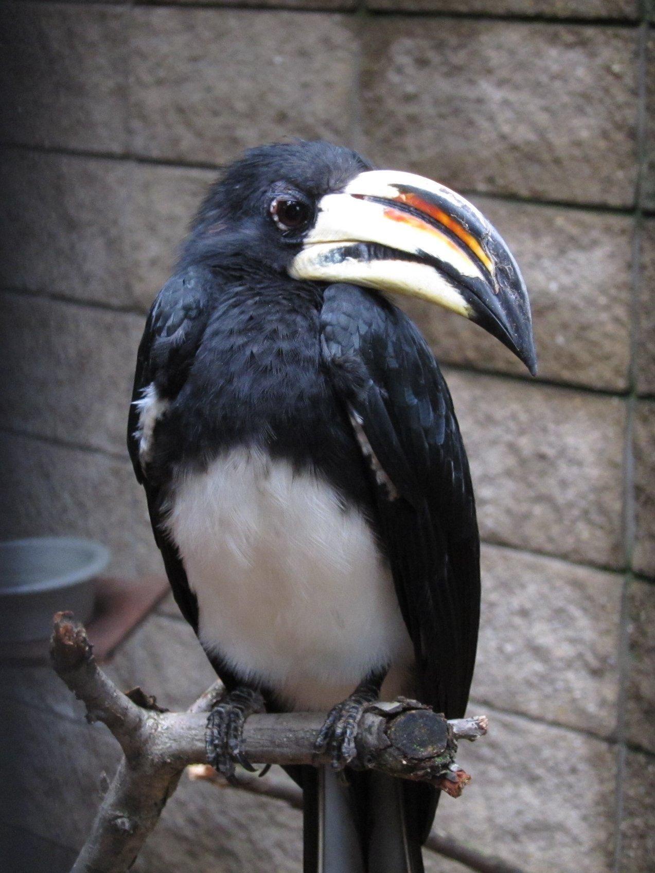 African Pied Hornbill Wallpaper HD Download
