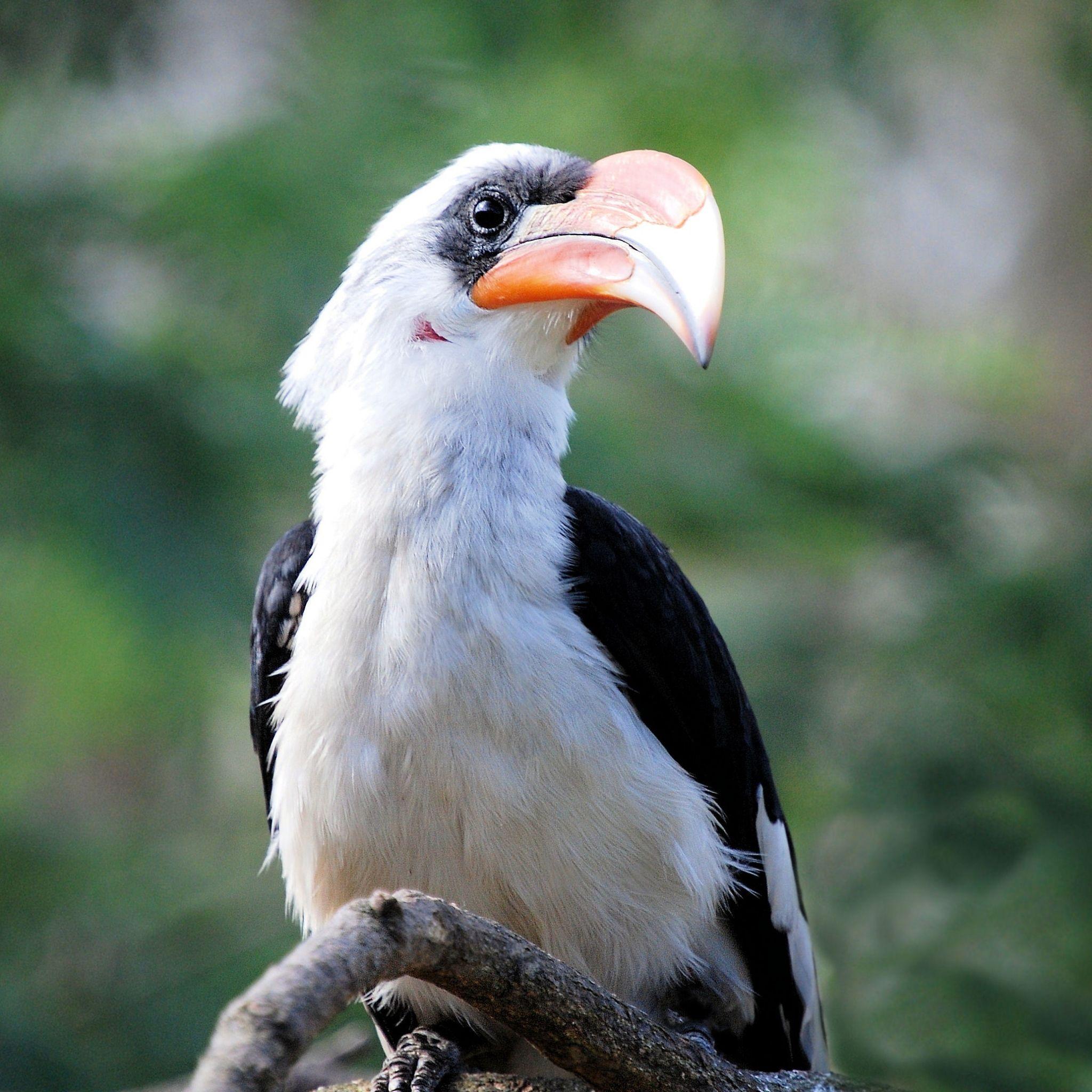 Great Hornbill Bird Beak iPad Air HD 4k Wallpaper, Image