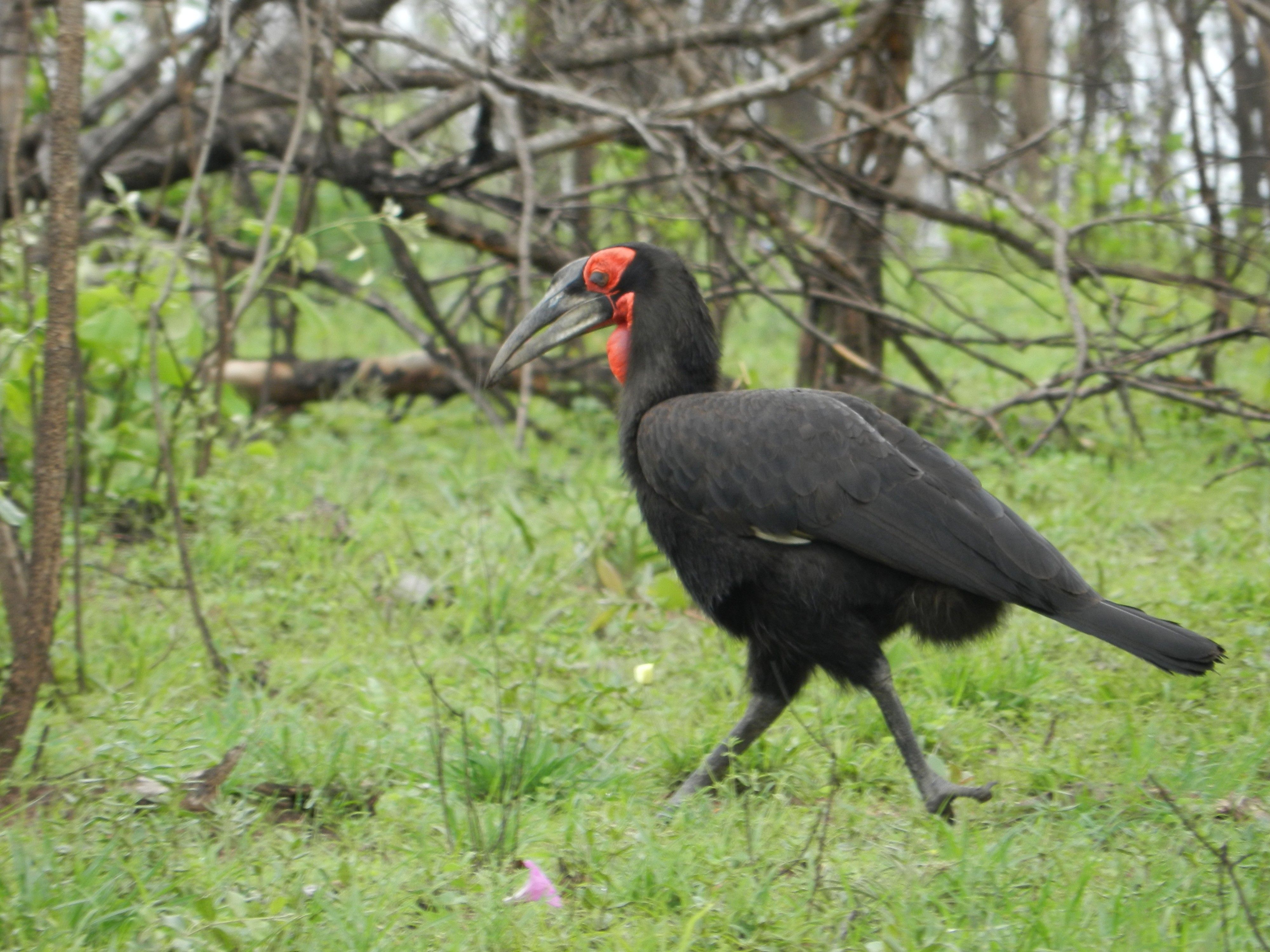 Birds Hurry Slow Hornbill Ground Big Strider Bird Ugly Image Full