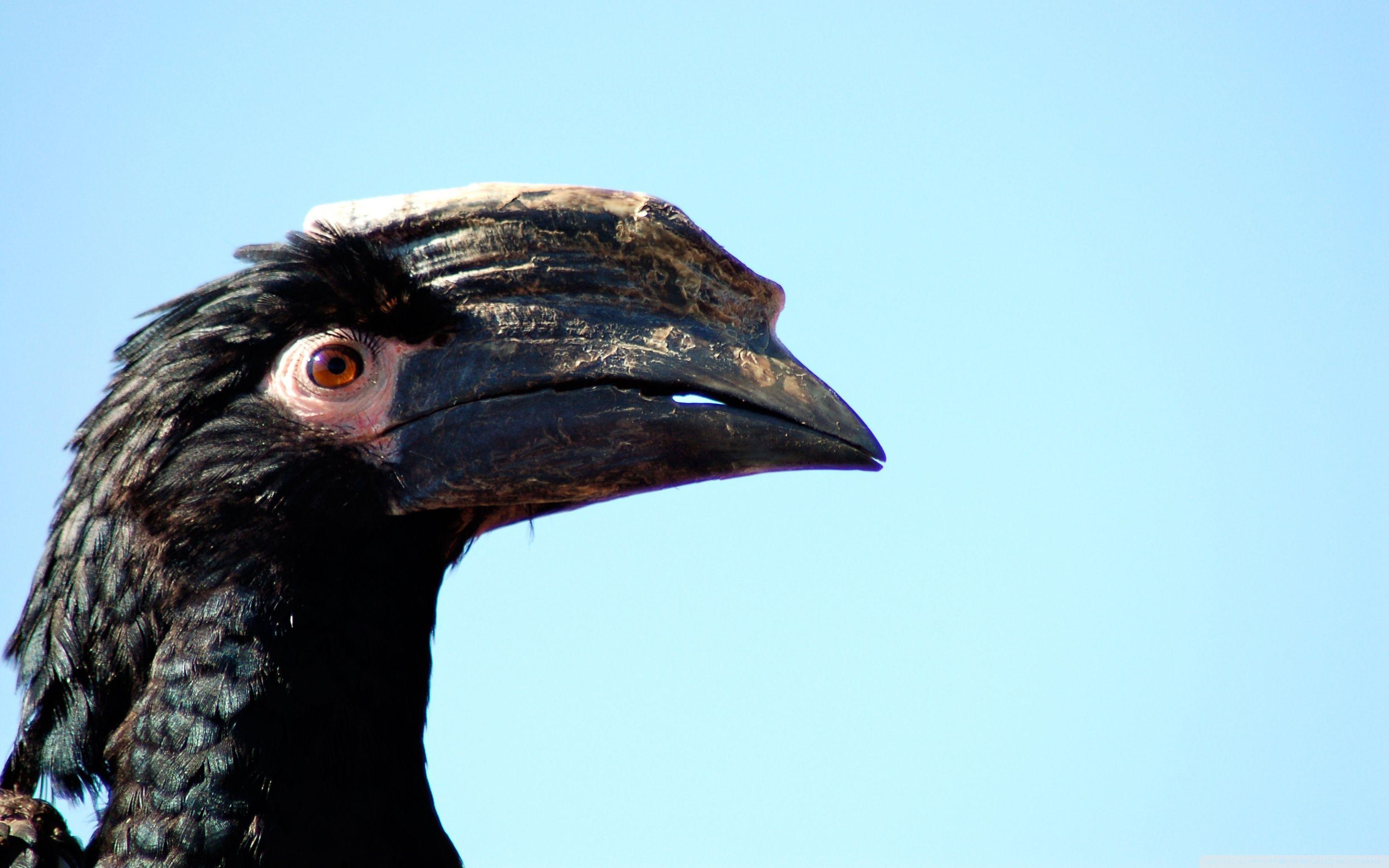 African Hornbill ❤ 4K HD Desktop Wallpaper for 4K Ultra HD TV