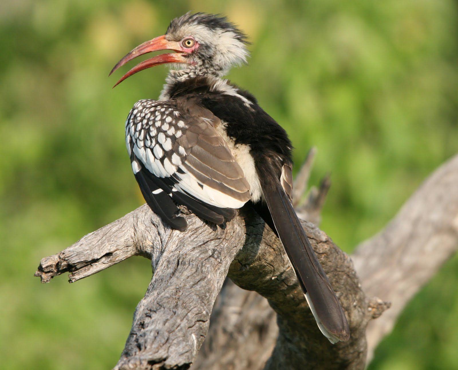 RED BILLED HORNBILL WALLPAPERS FREE Wallpaper & Background image