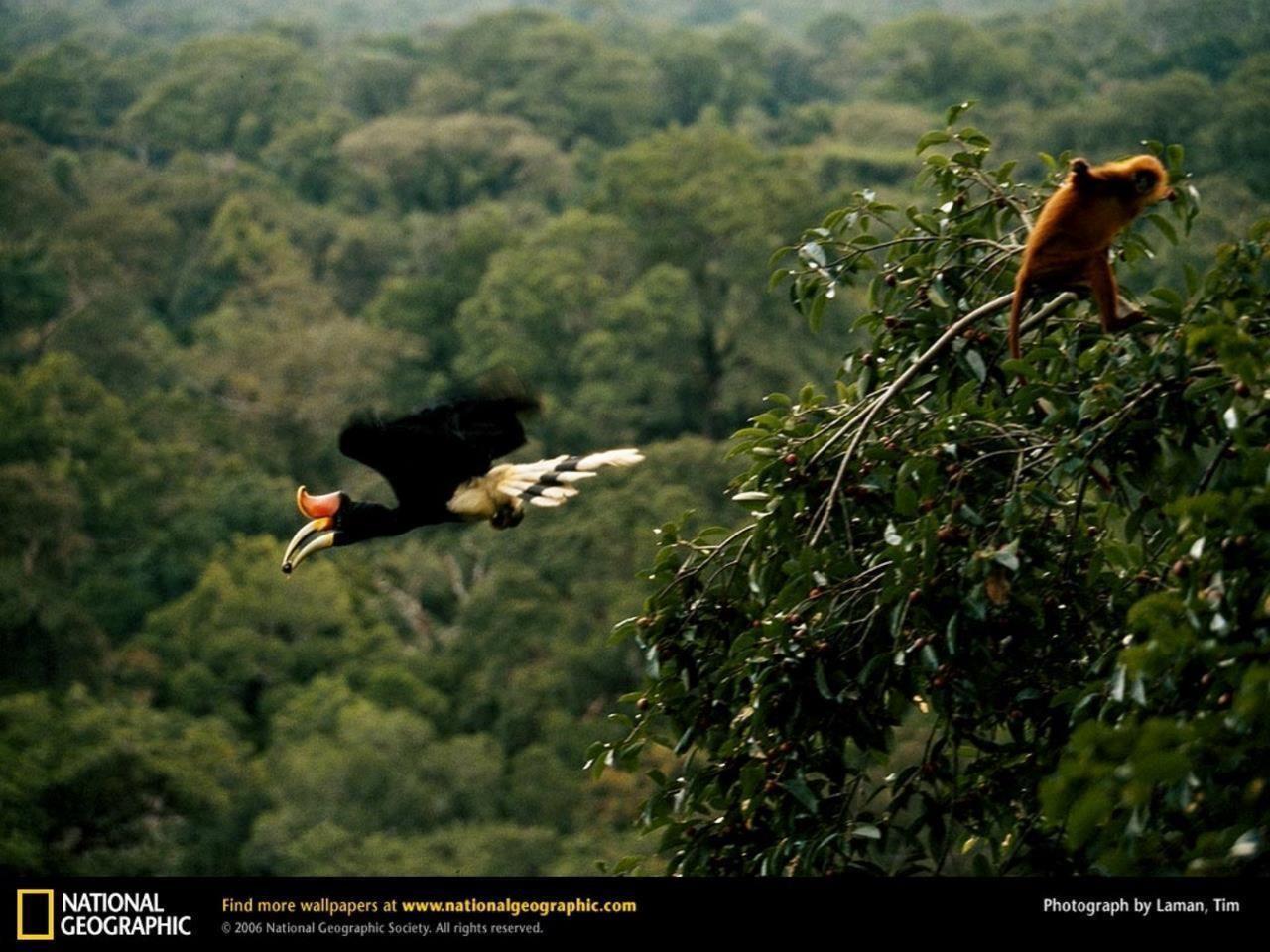 Borneo Wallpaper