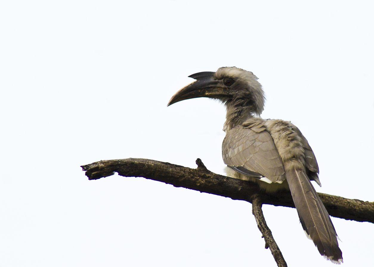 Indian grey hornbill Beautiful Bird Image free download