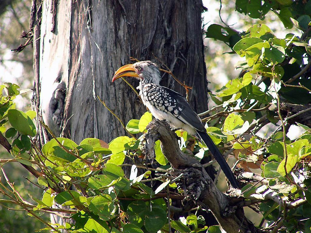 Yellow Billed Hornbill Wallpaper