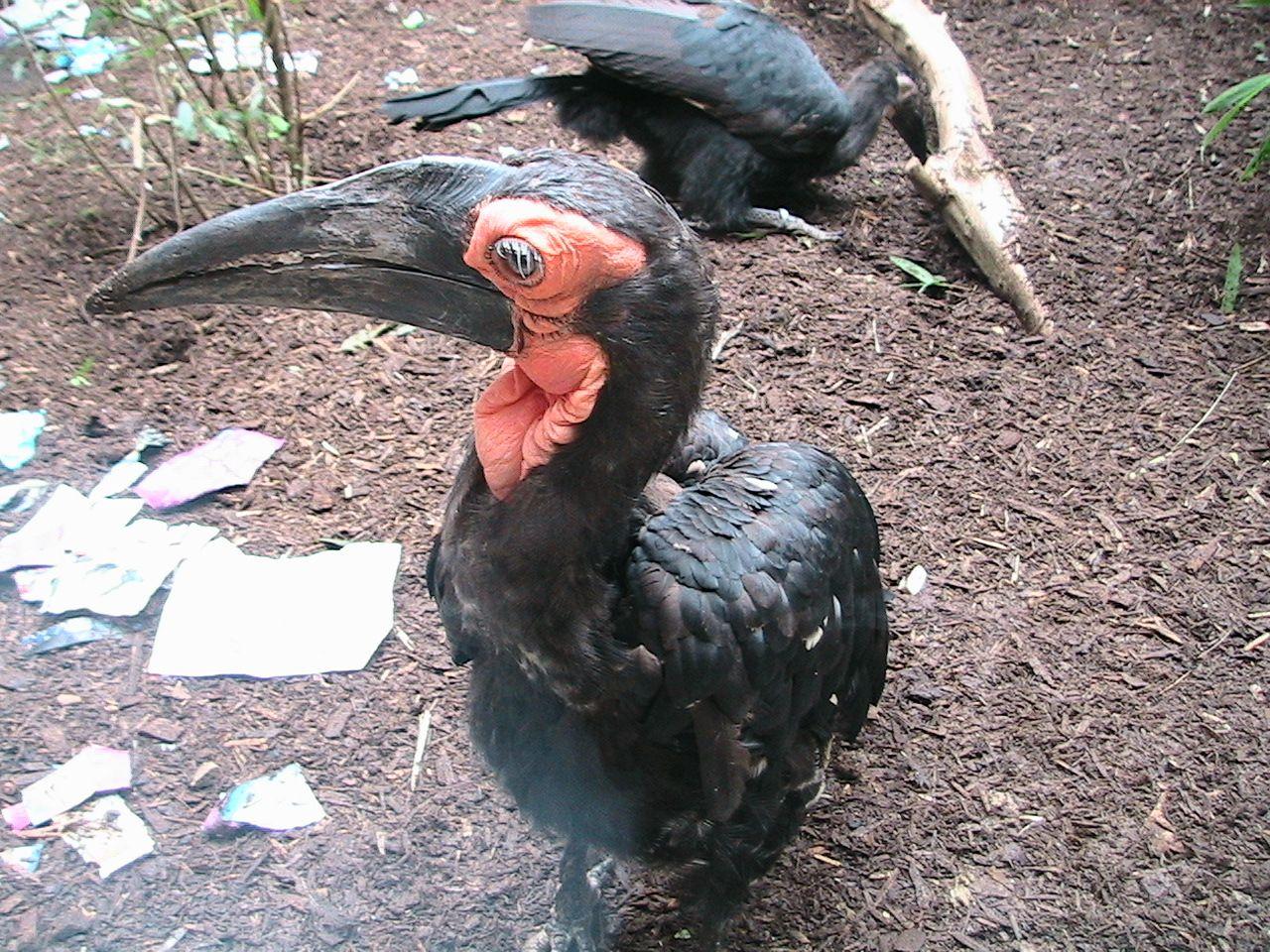 Southern Ground Hornbill Wallpaper and Background Imagex960