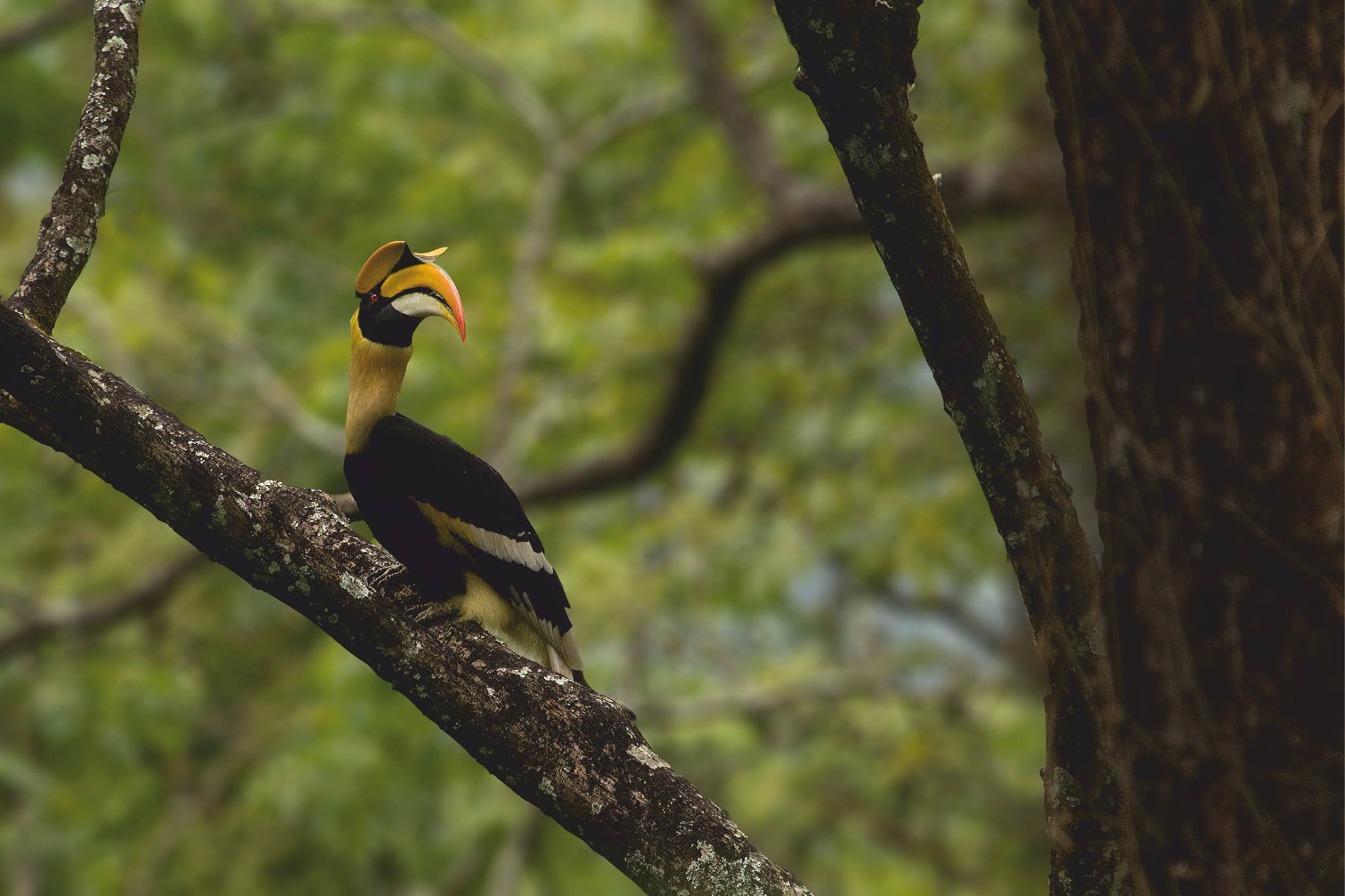 Hornbill