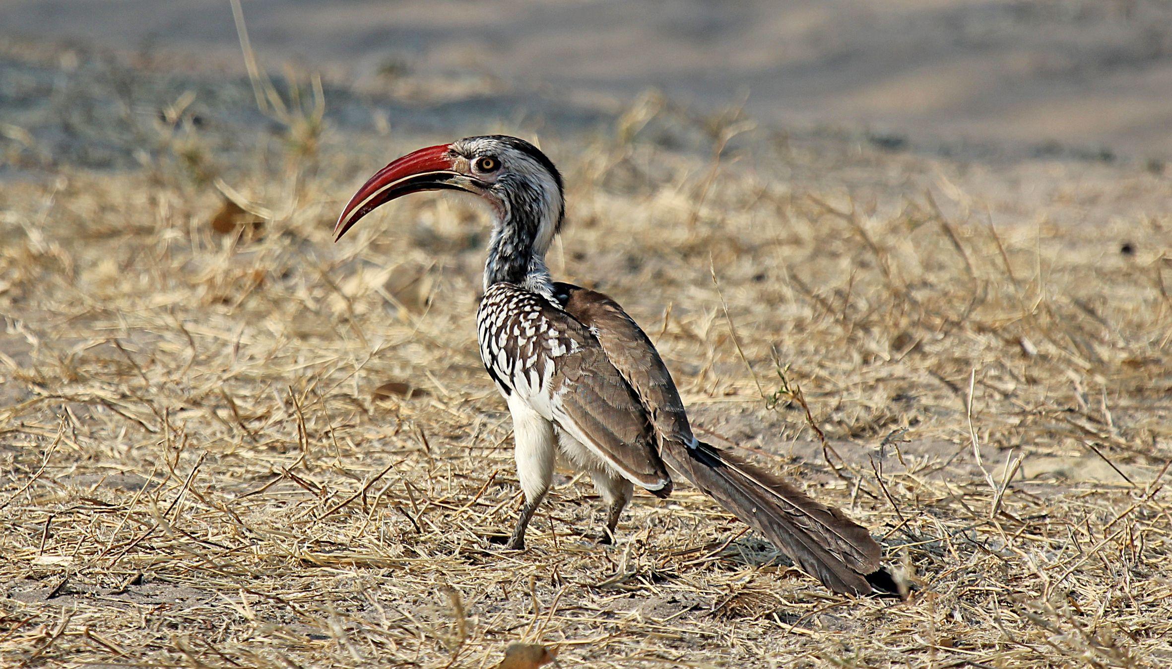 Red Billed Hornbill Wallpaper, Animal, HQ Red Billed Hornbill