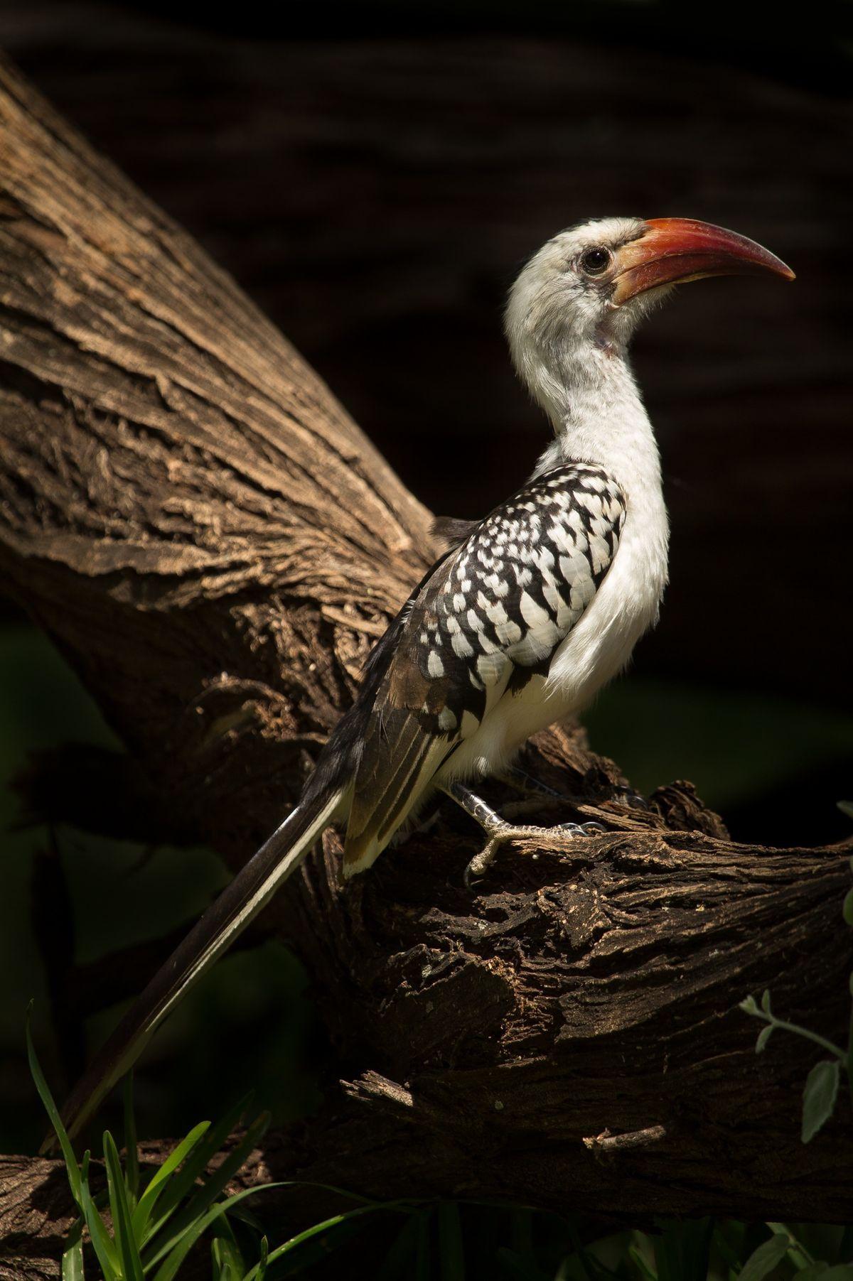 Red Billed Hornbill