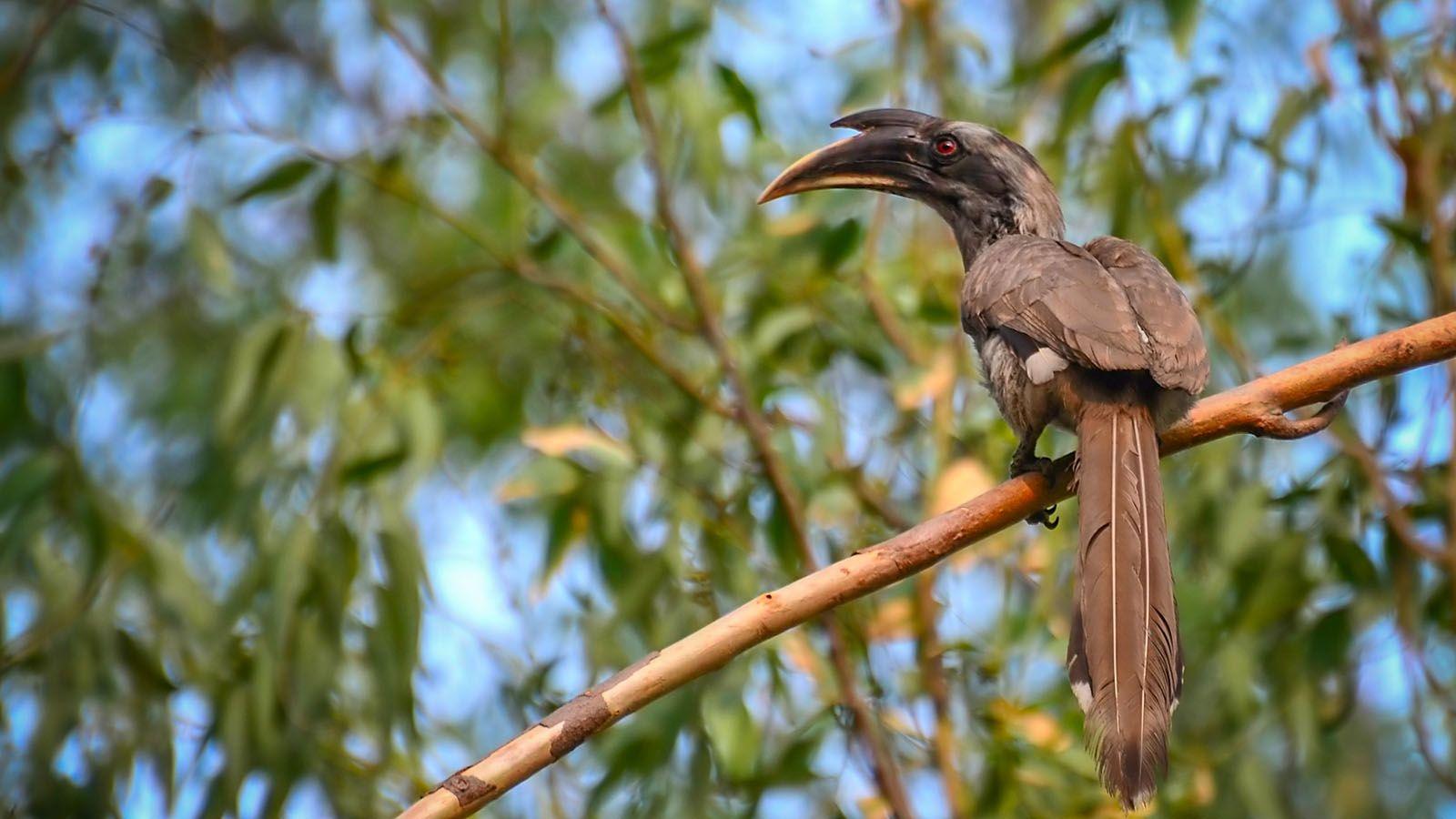 Hornbill Wallpaper 20 X 900