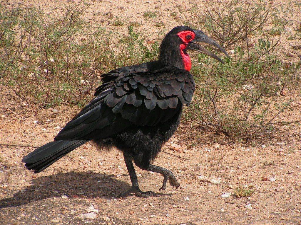 Most viewed Southern Ground Hornbill wallpaperK Wallpaper