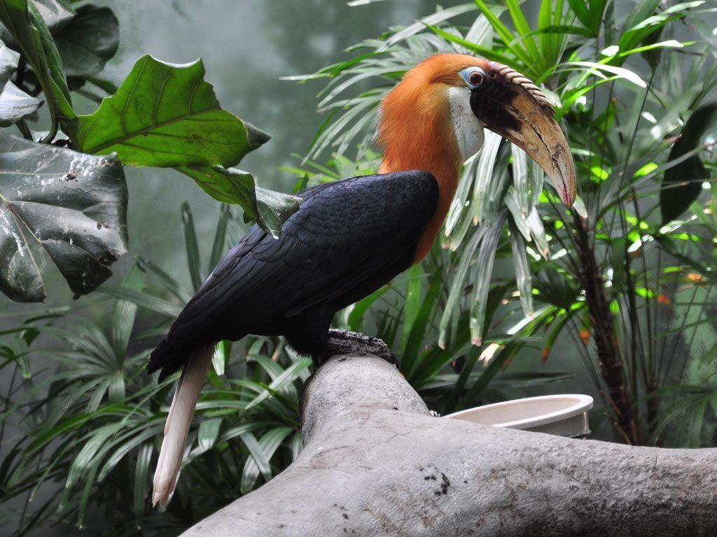 Blyth's Hornbill (Rhyticeros plicatus) by Stephan Hanafin. Bird