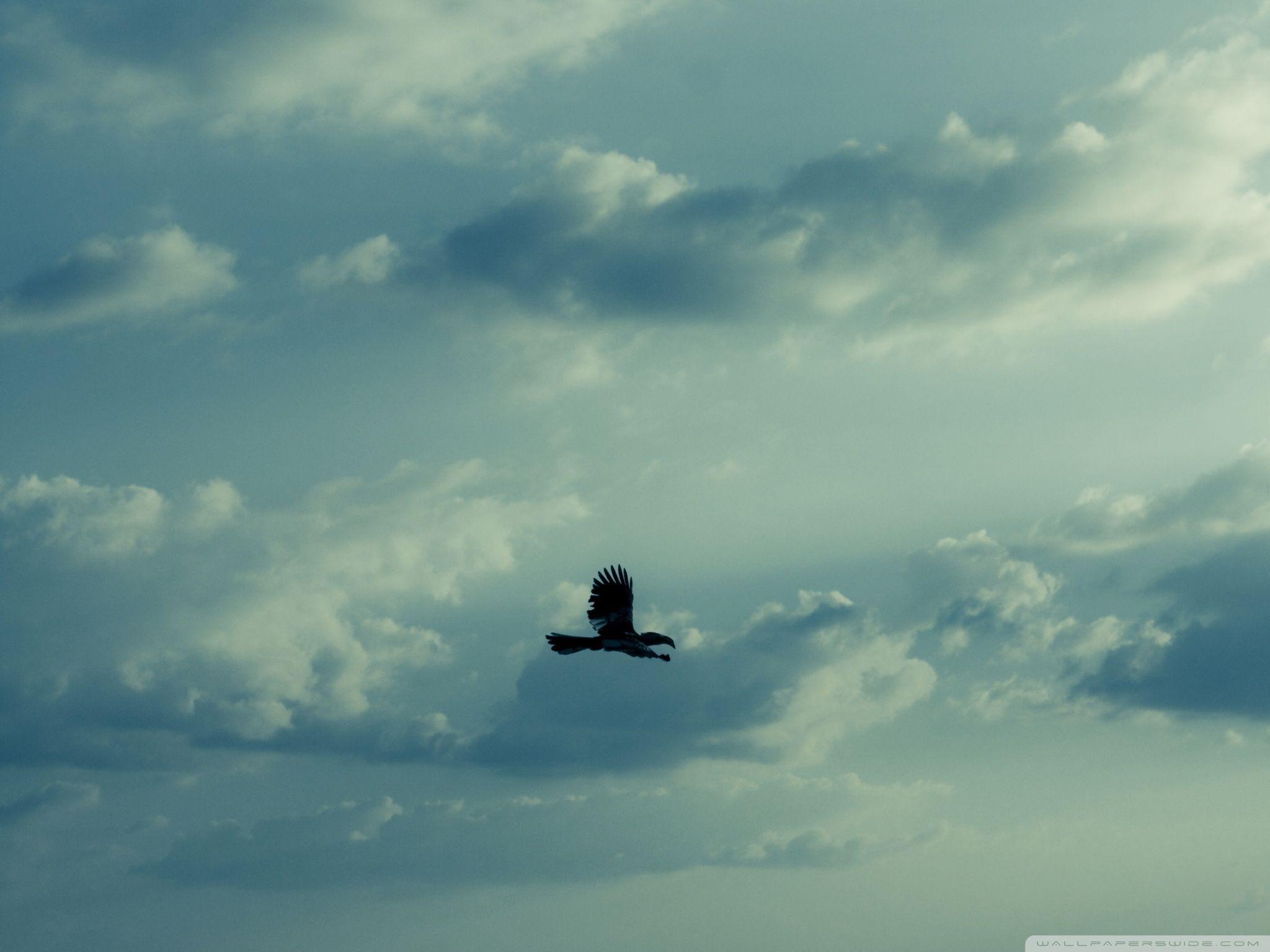 Hornbill Flying ❤ 4K HD Desktop Wallpaper for 4K Ultra HD TV • Dual