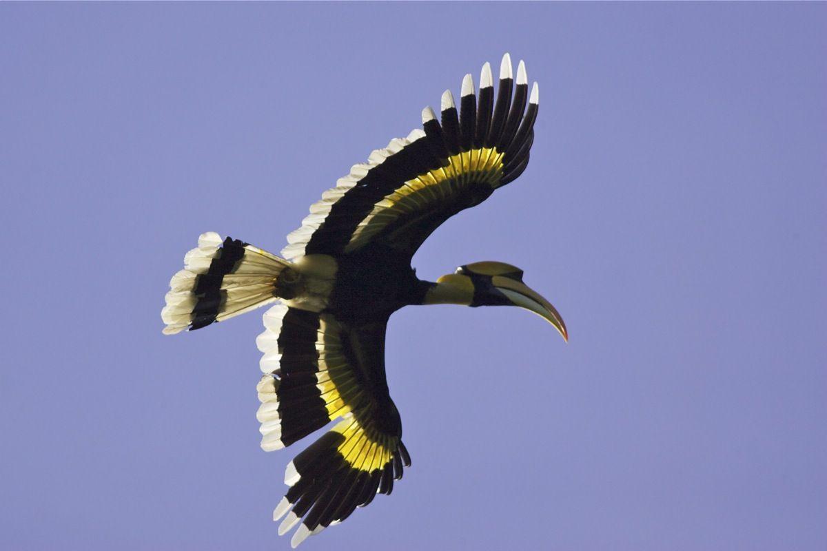 Great Hornbill