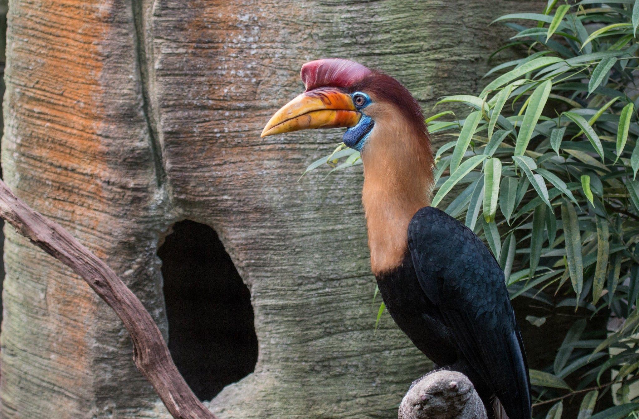Hornbill Full HD Wallpaper and Background Imagex1345