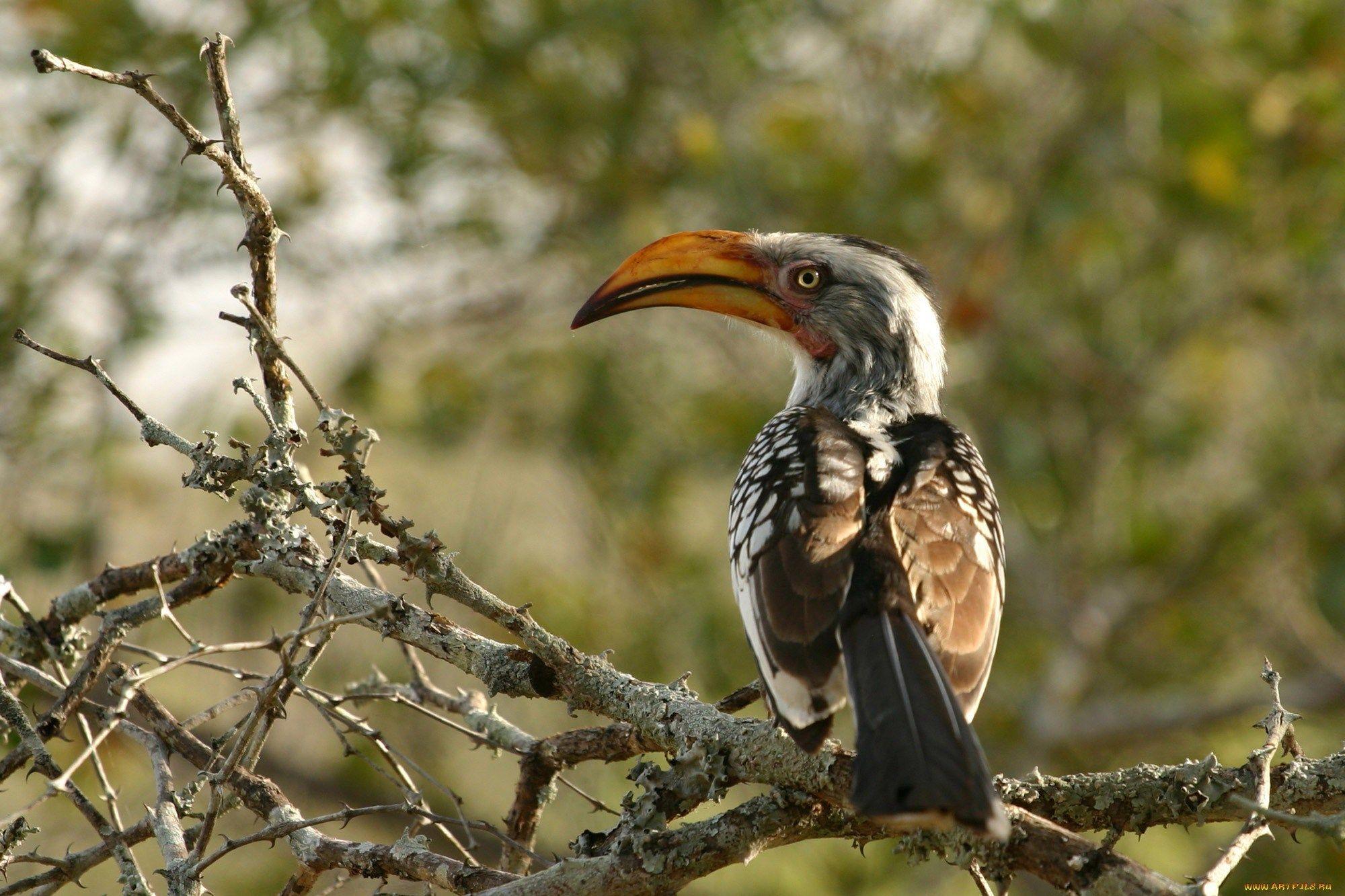 Quality Cool red billed hornbill