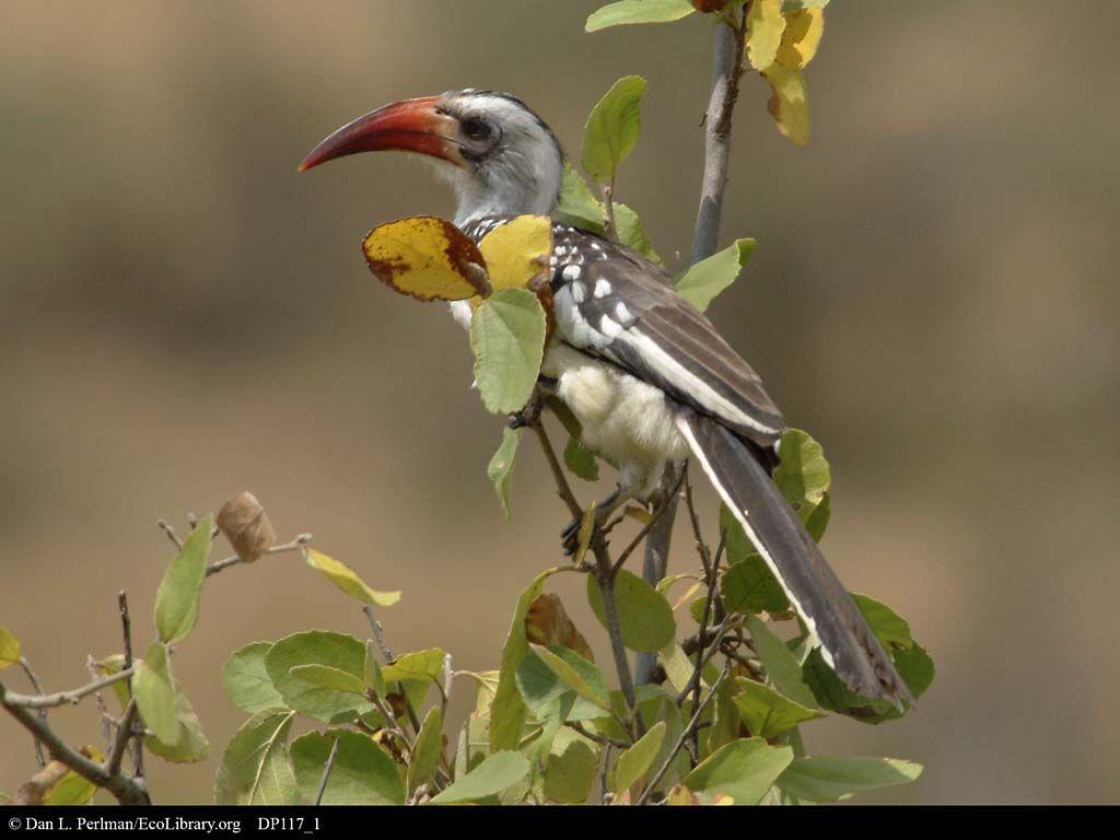 Red Billed Hornbill HD Wallpaper