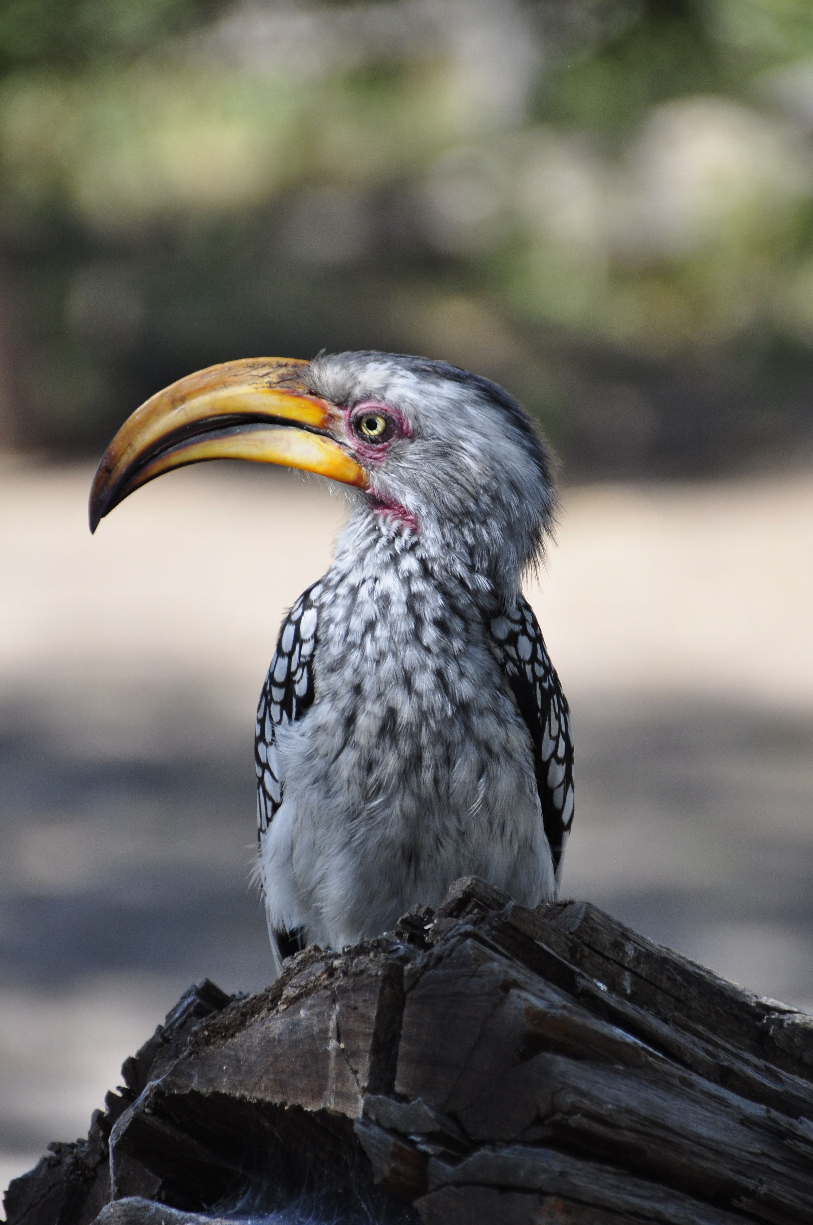 Hornbill Wallpapers - Wallpaper Cave