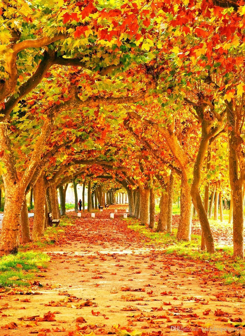 Fall Photography Backdrop Orange Maple Leaves Trees Long Road