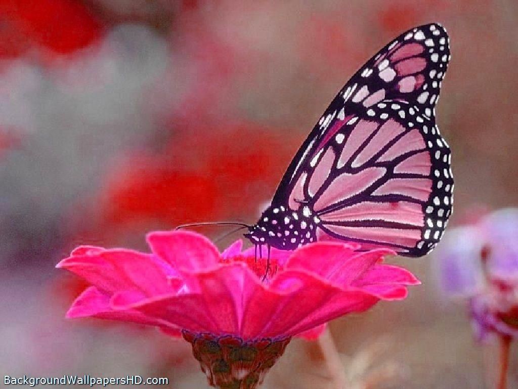 Pink Butterfly Wallpaper HD. Painting ideas