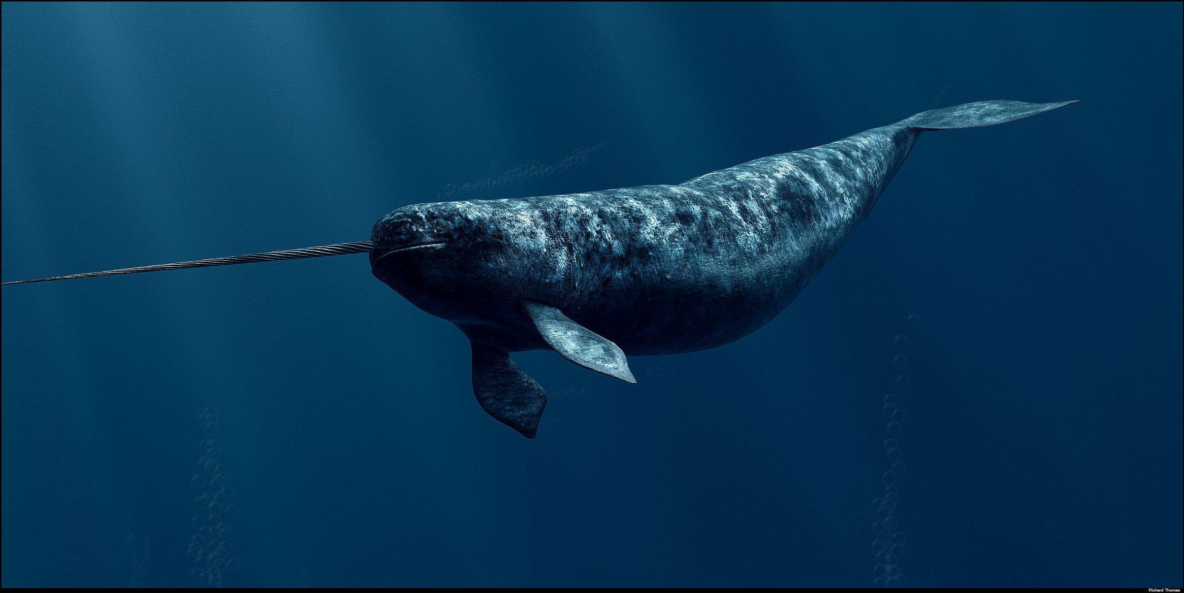 Narwhal Wallpaper background picture