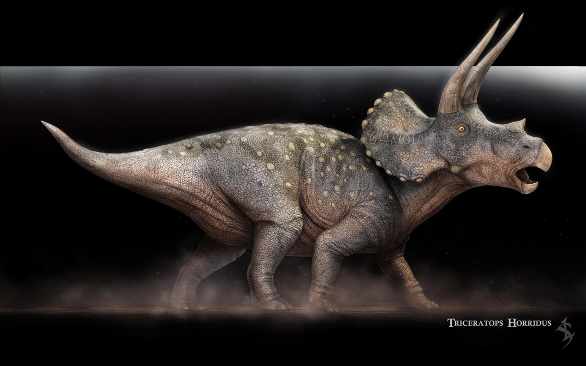 Triceratops Horridus Konstantinov HD desktop wallpaper
