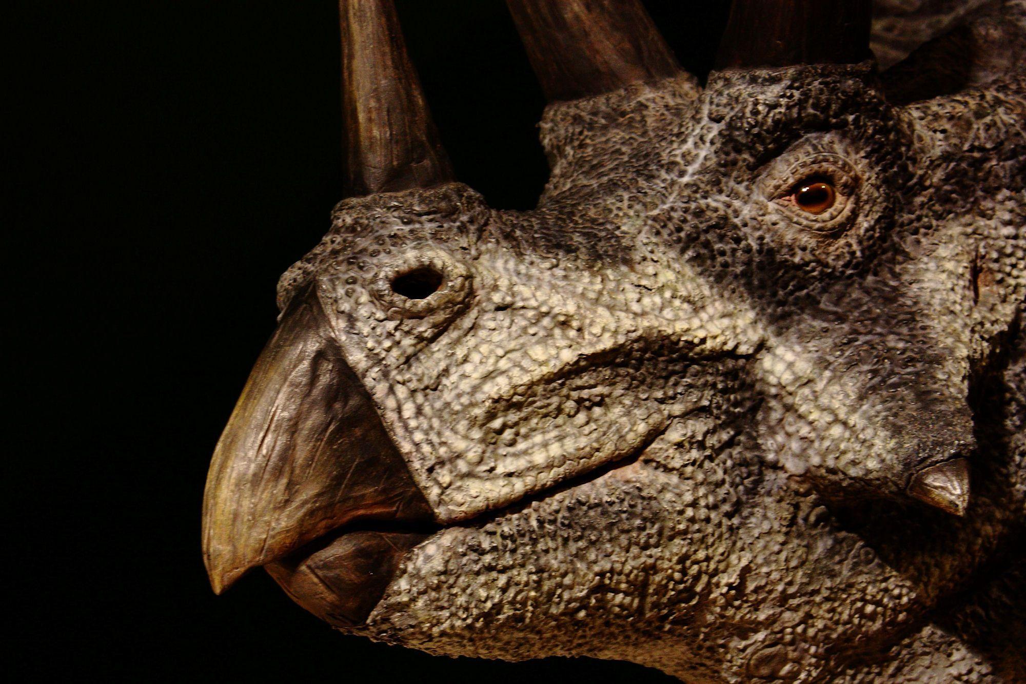 Triceratops wallpaper. Desktop Wallpaper