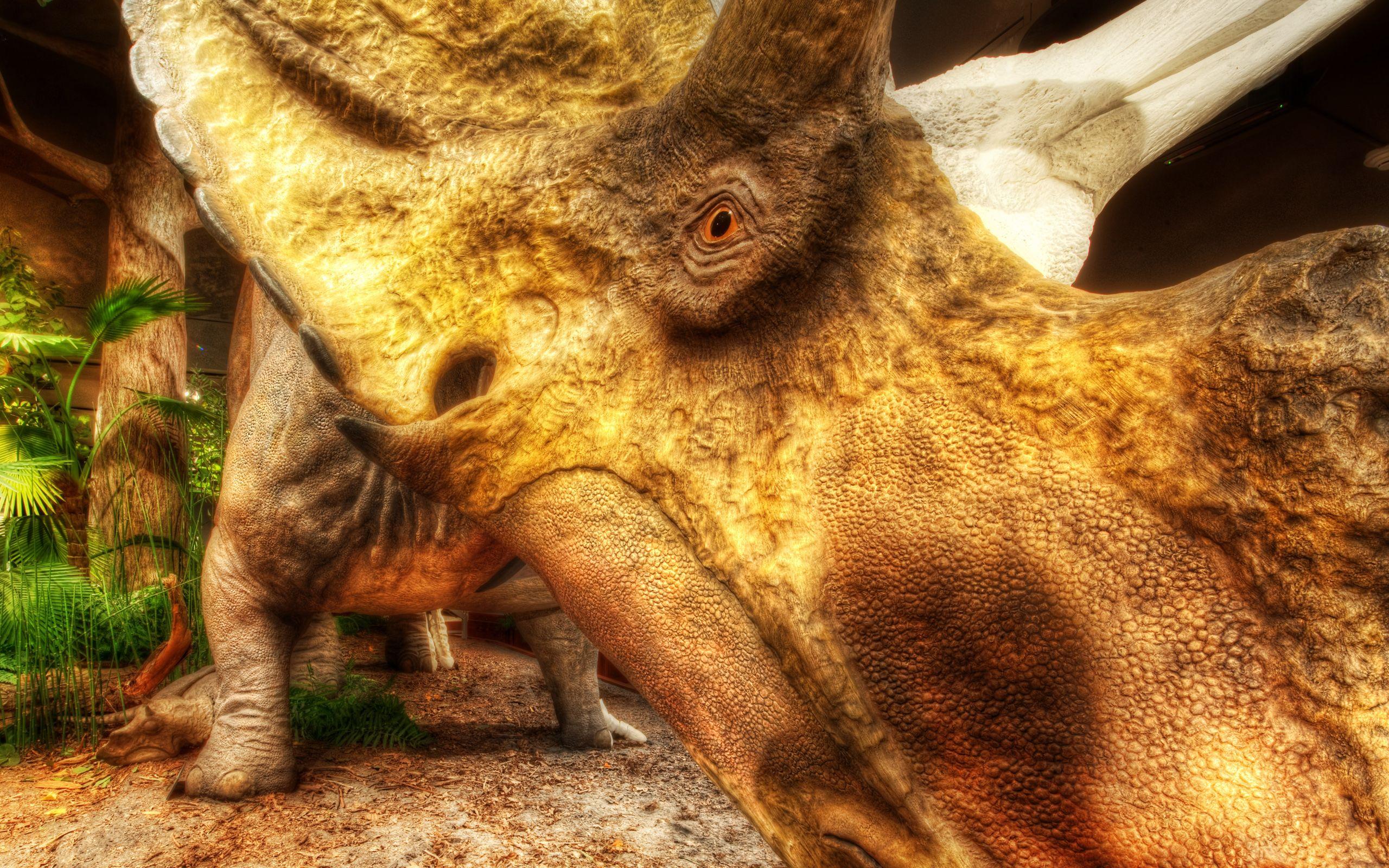 Triceratops at the Museum of the Rockies in Bozeman widescreen
