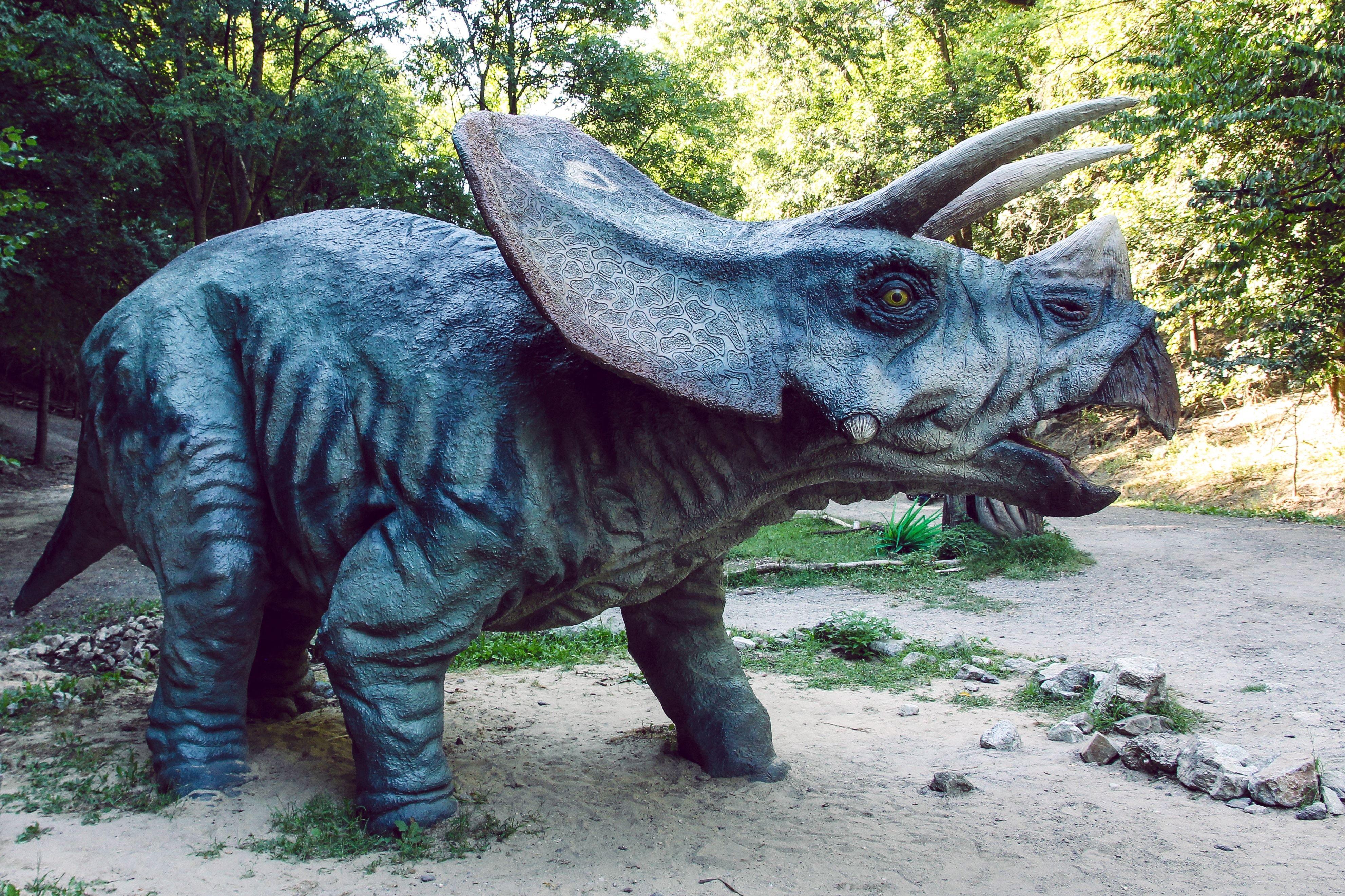 gray triceratop free image